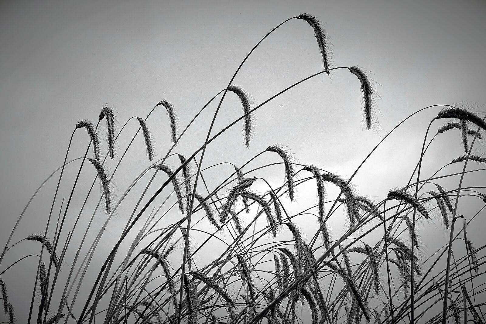 Nikon Coolpix P900 sample photo. Field, corn, agriculture photography