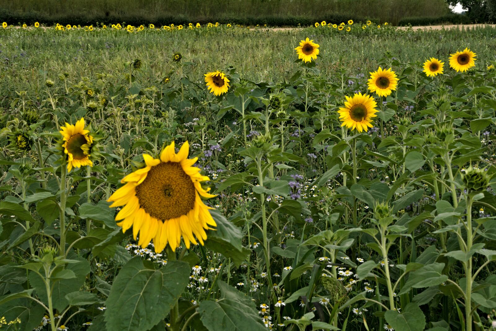 Sony Vario Tessar T* FE 24-70mm F4 ZA OSS sample photo. Lincolnshire, field, sunflowers photography