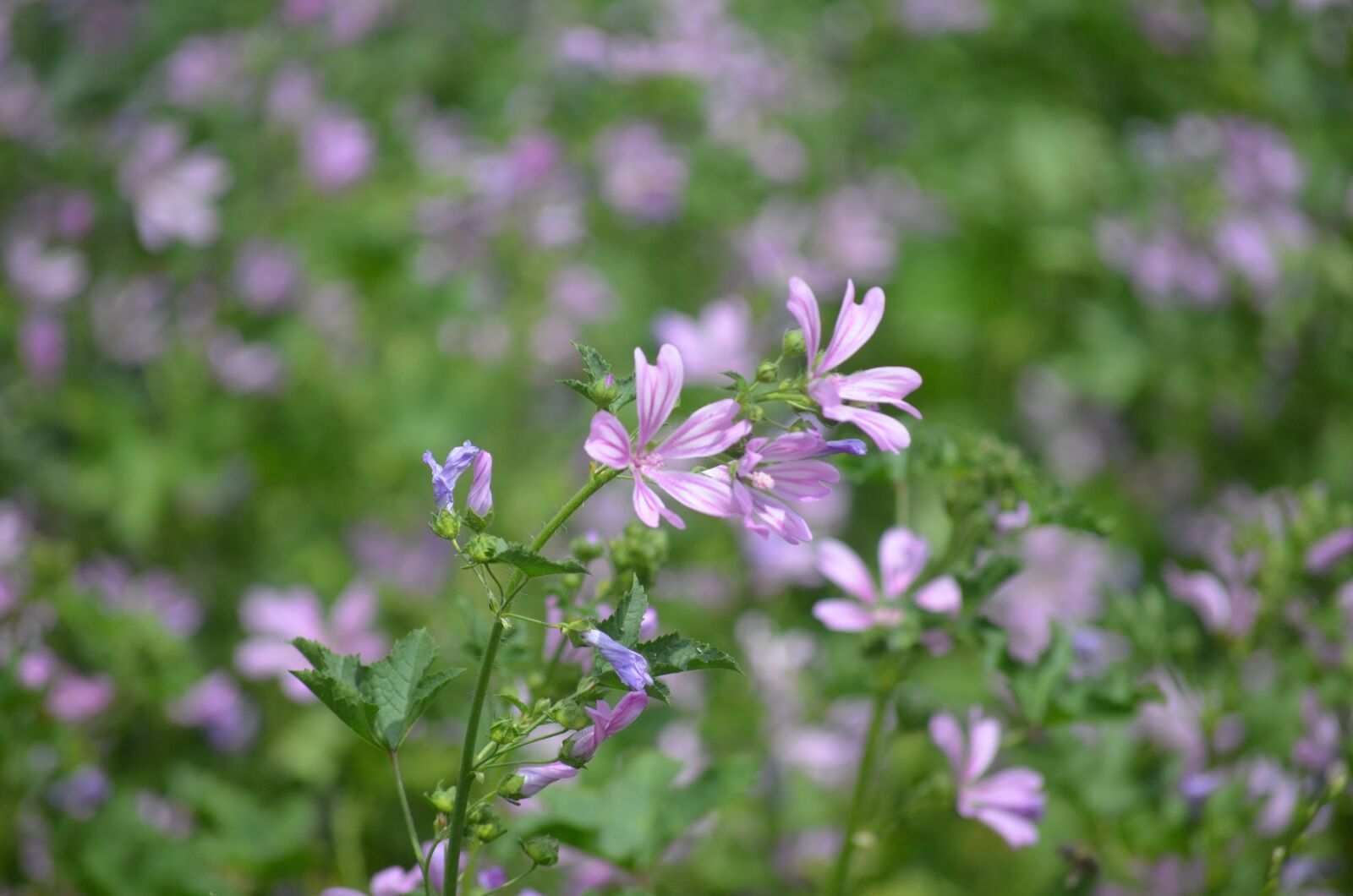 Nikon D5100 sample photo. Flowers, nature, violet photography