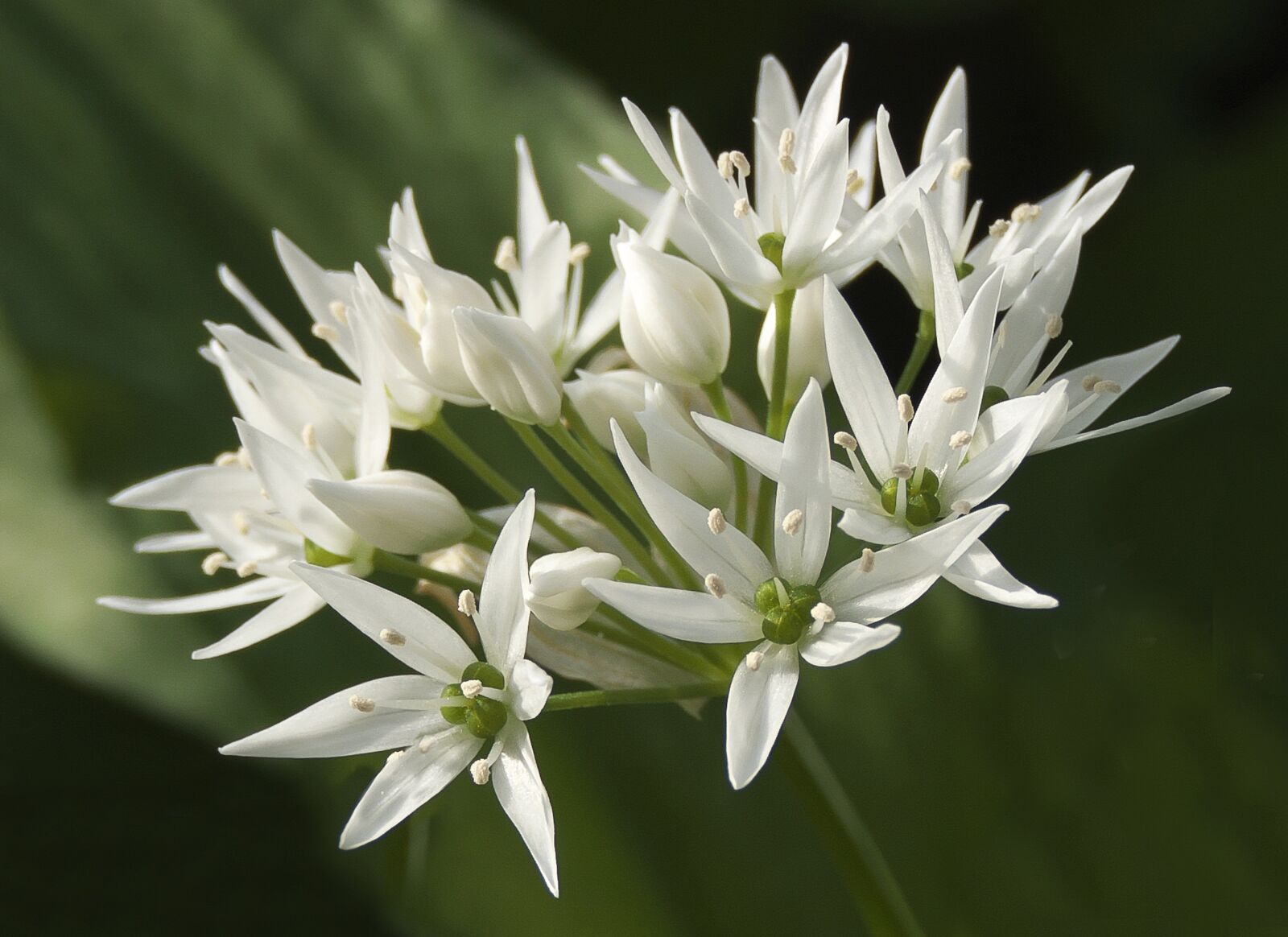 Panasonic Lumix DMC-FZ1000 sample photo. Bear's garlic, leaves, blossom photography