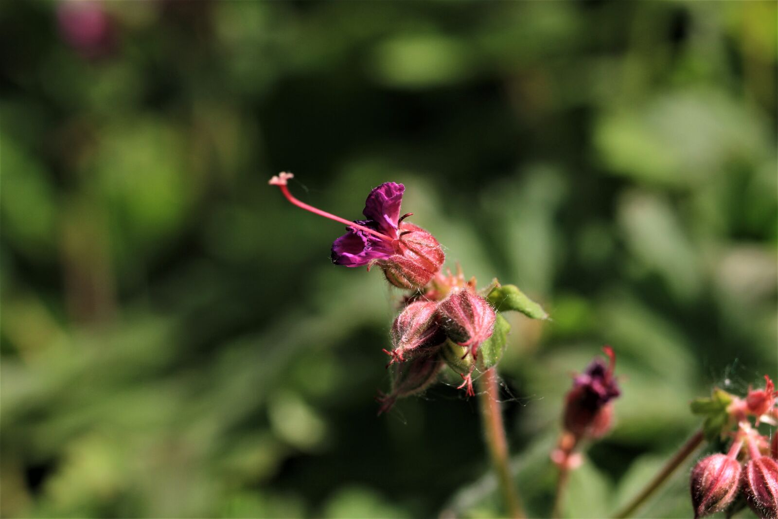 Canon EF-S 35mm F2.8 Macro IS STM sample photo. Balkan cranesbill, cranesbill, geranium photography