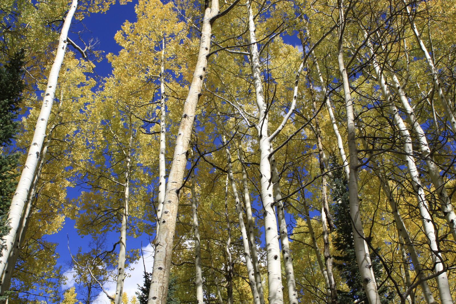 Canon EOS 50D sample photo. Aspen, colorado, wilderness photography
