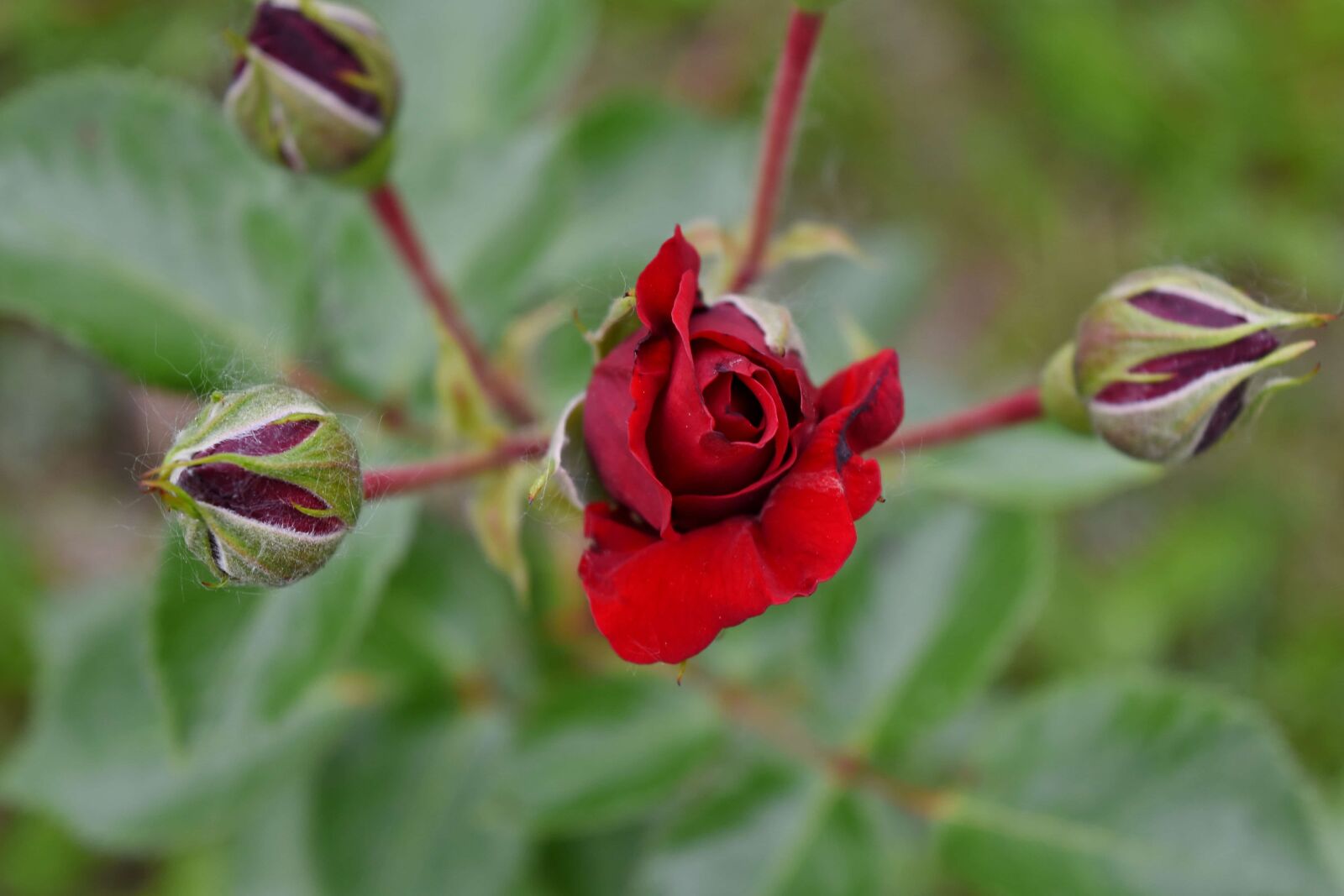 Nikon D5500 sample photo. Flower bud, flower garden photography