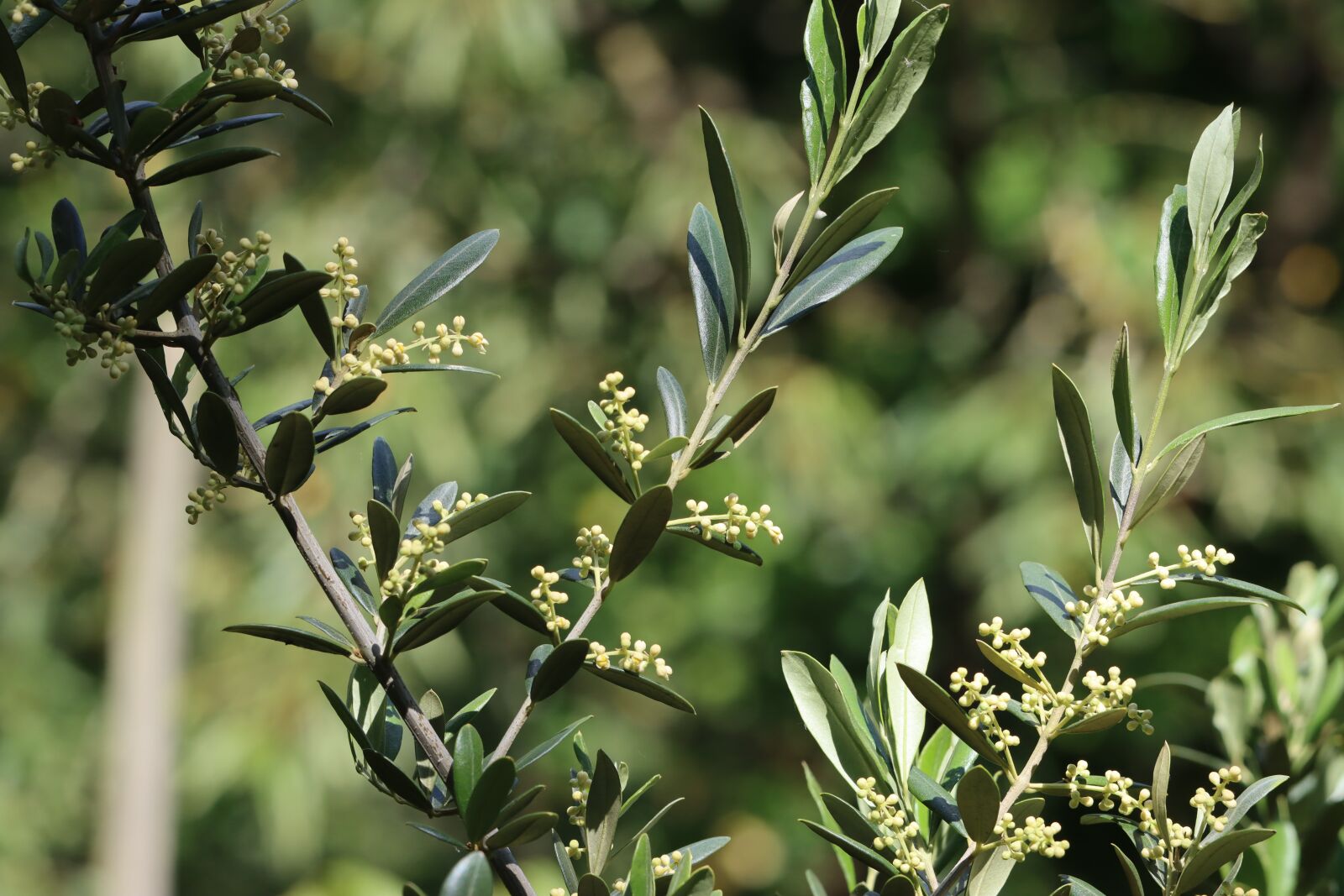 Canon EOS 90D sample photo. Olivier, branches, flowers photography