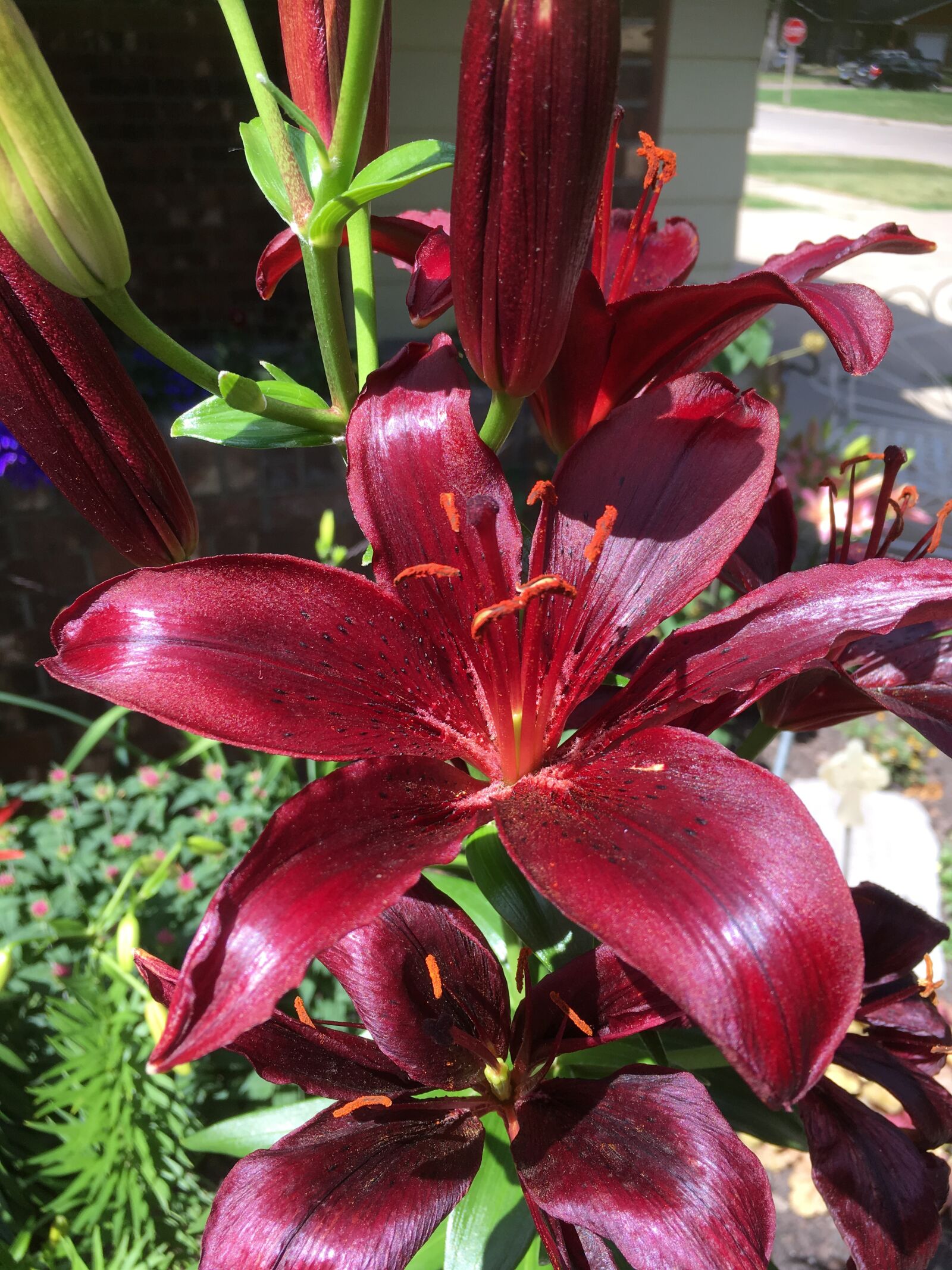 iPhone SE back camera 4.15mm f/2.2 sample photo. Asiatic, burgundy, lily photography