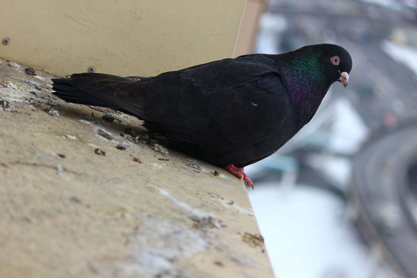 Canon EOS 600D (Rebel EOS T3i / EOS Kiss X5) sample photo. Bird, dove, window photography