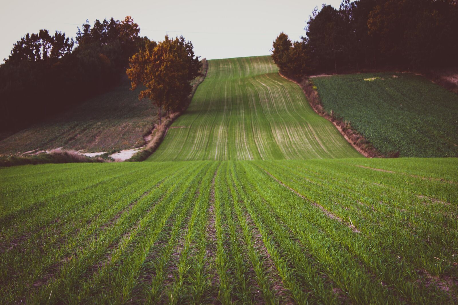 Canon EOS 600D (Rebel EOS T3i / EOS Kiss X5) sample photo. Field, green, grass photography