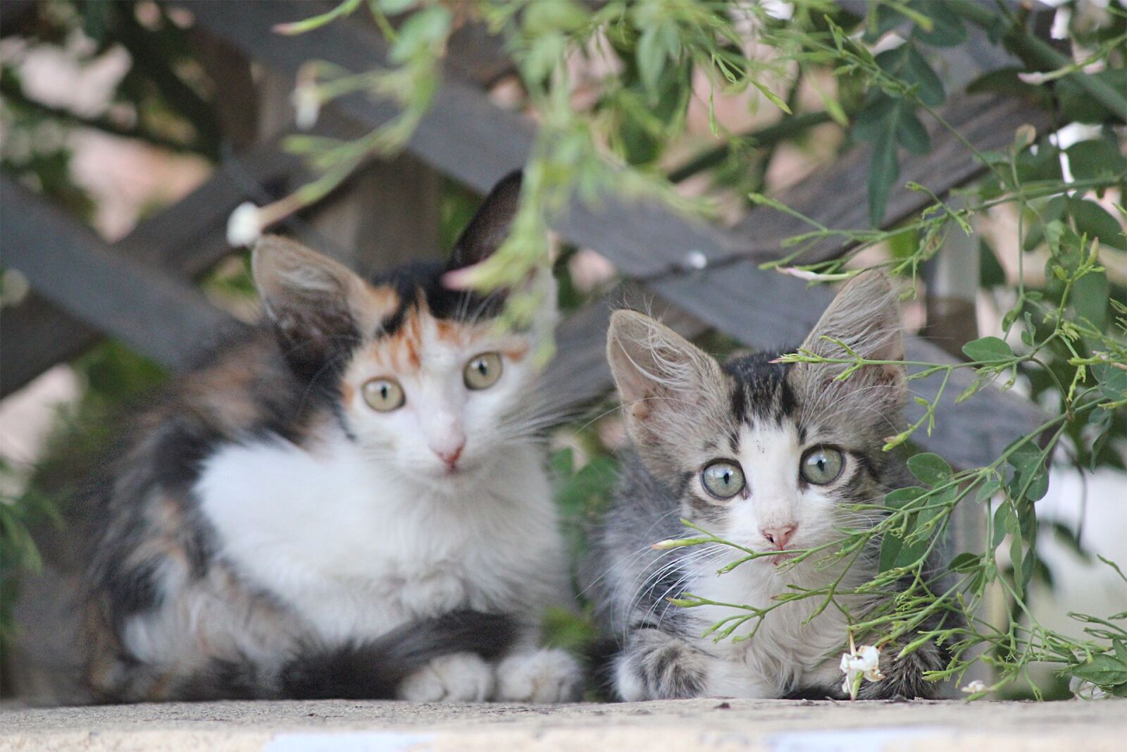 Canon EOS 550D (EOS Rebel T2i / EOS Kiss X4) sample photo. Kittens, cats, beautiful cats photography