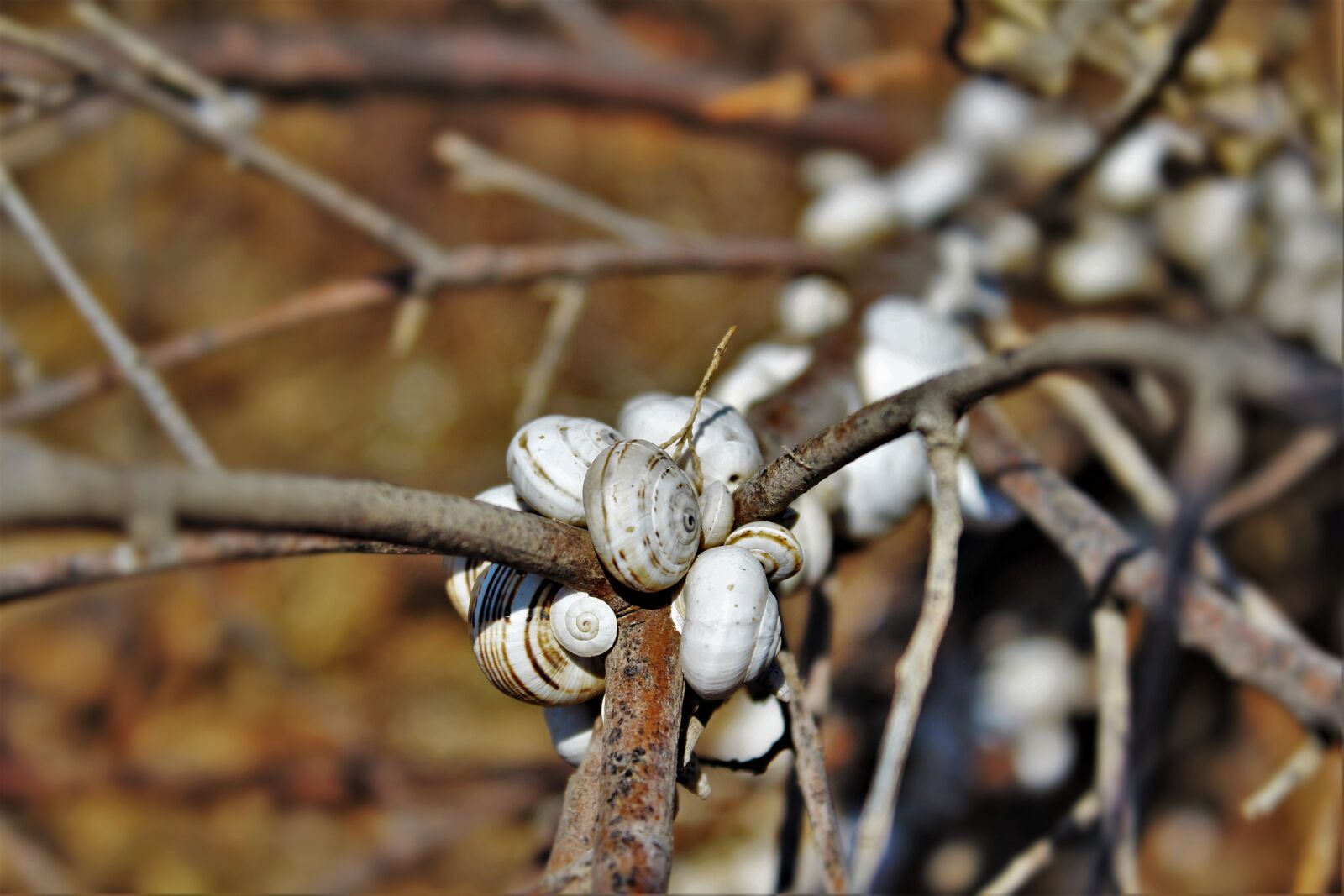 Canon EOS 600D (Rebel EOS T3i / EOS Kiss X5) sample photo. Snails, snail shells, branch photography
