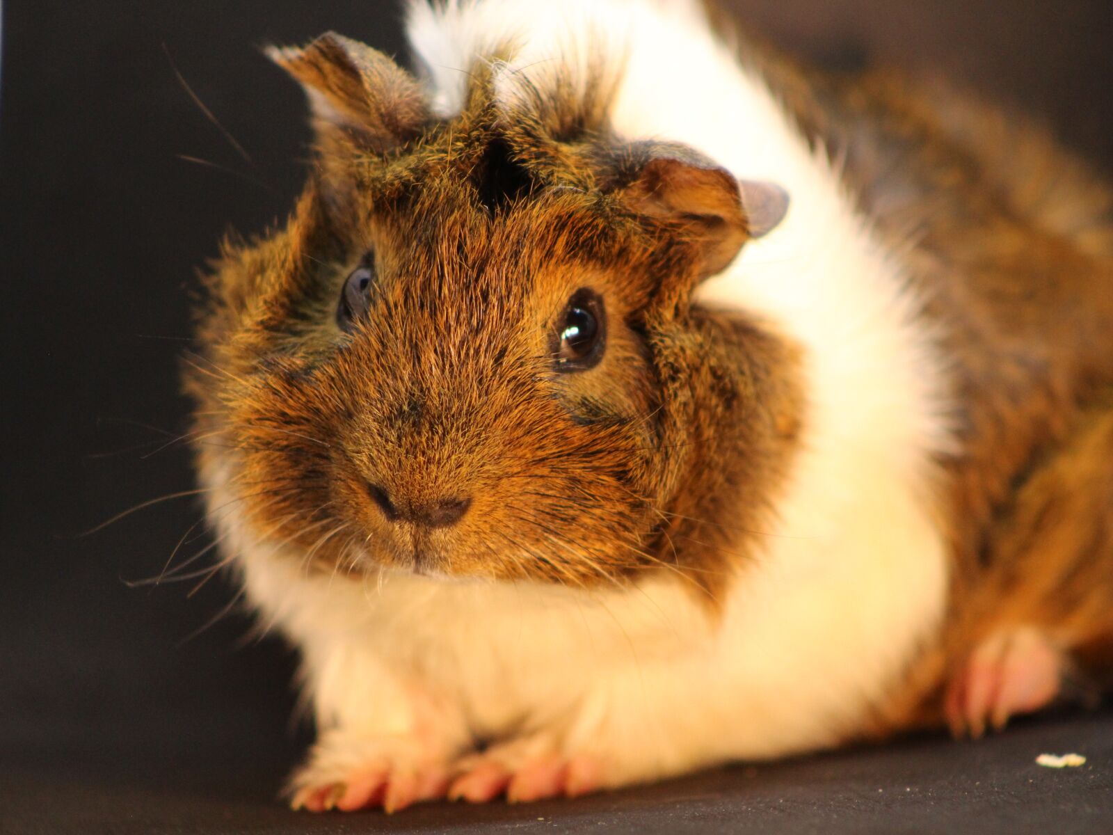 Canon EOS 700D (EOS Rebel T5i / EOS Kiss X7i) sample photo. Sea pig fur, animal photography