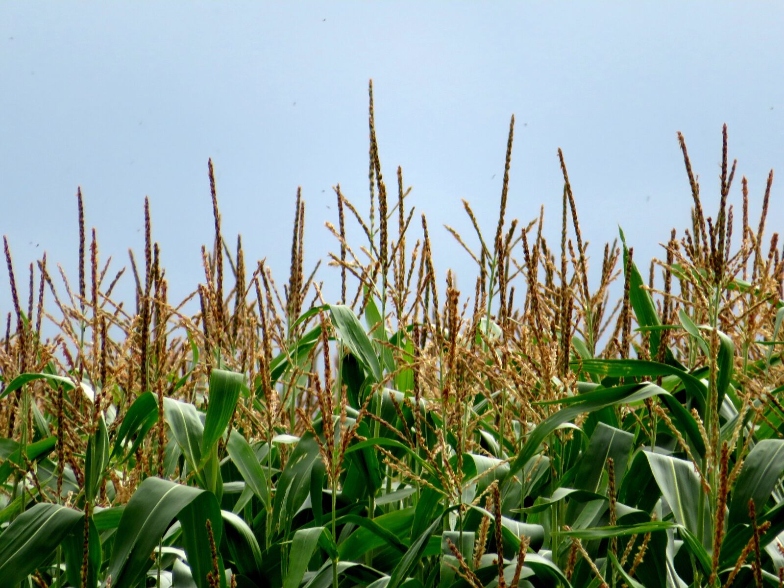 Canon PowerShot SX730 HS sample photo. Maize, summer, harvest photography