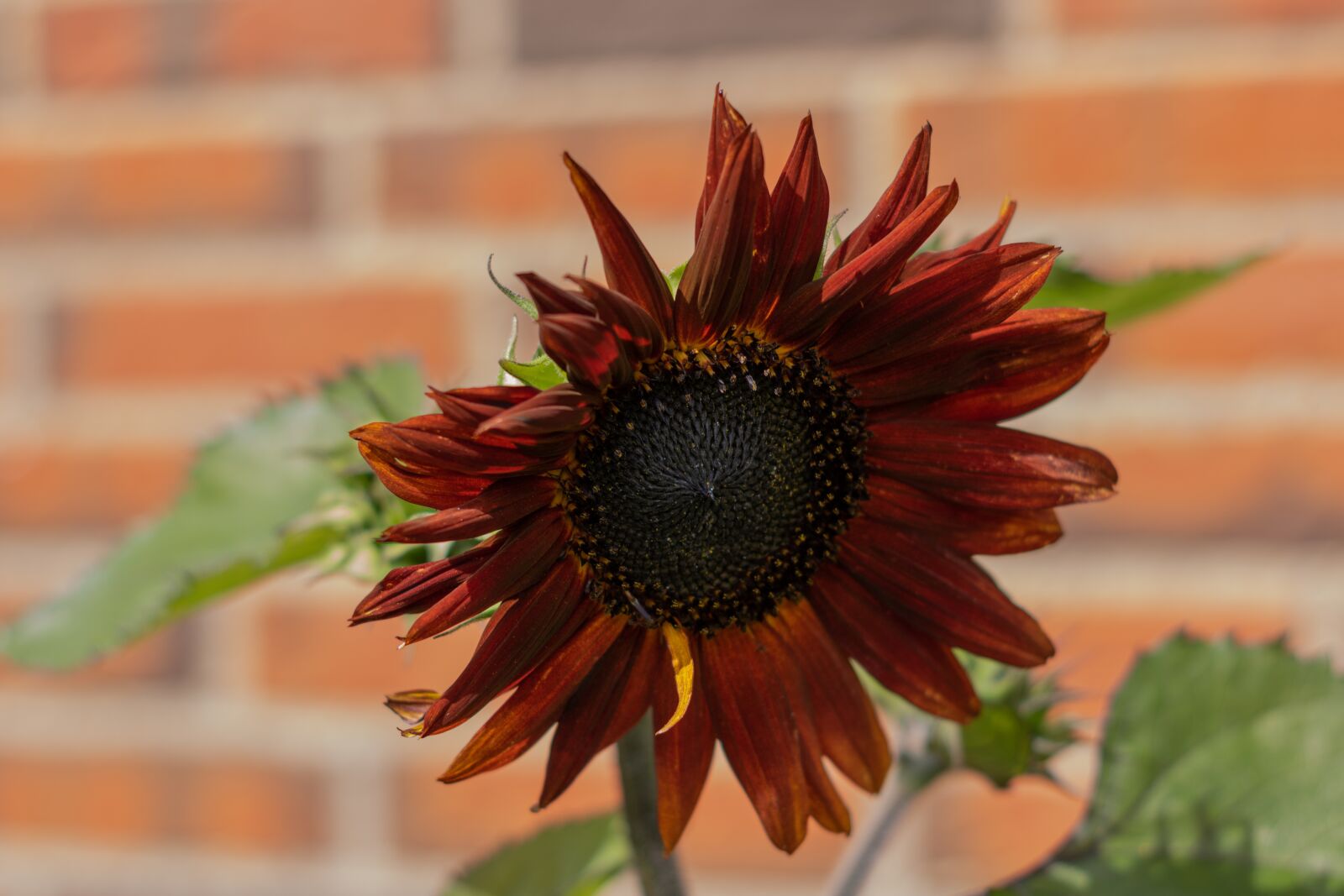 YN50mm f/1.8 II sample photo. Red sunflower, flower, nice photography
