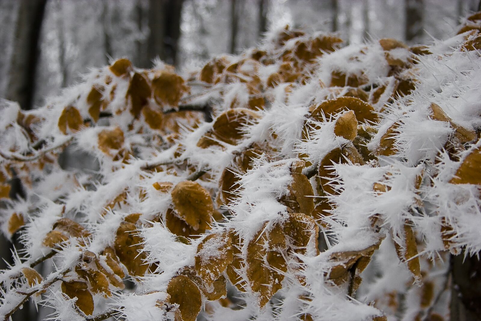 Canon EOS 20D sample photo. Foliage, ice, cold photography