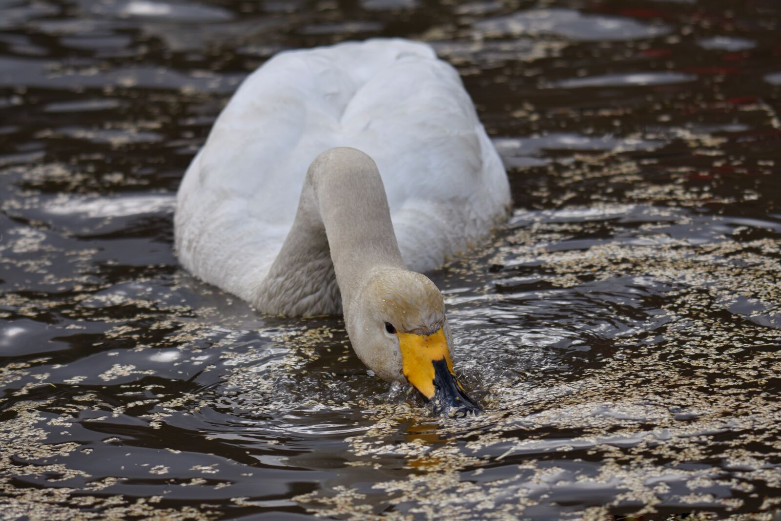 Nikon D7200 sample photo. Animal, lake, waterside photography