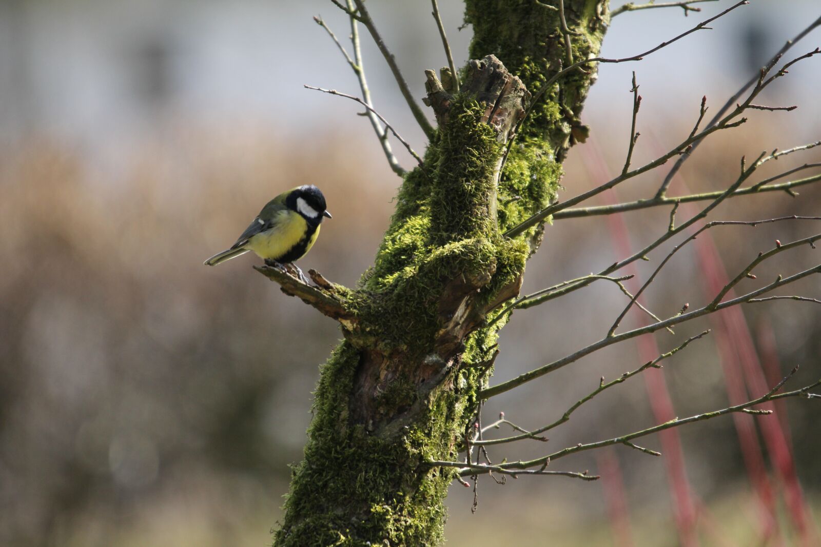 Canon EOS 60D sample photo. Kohlmeise, meise, baum photography