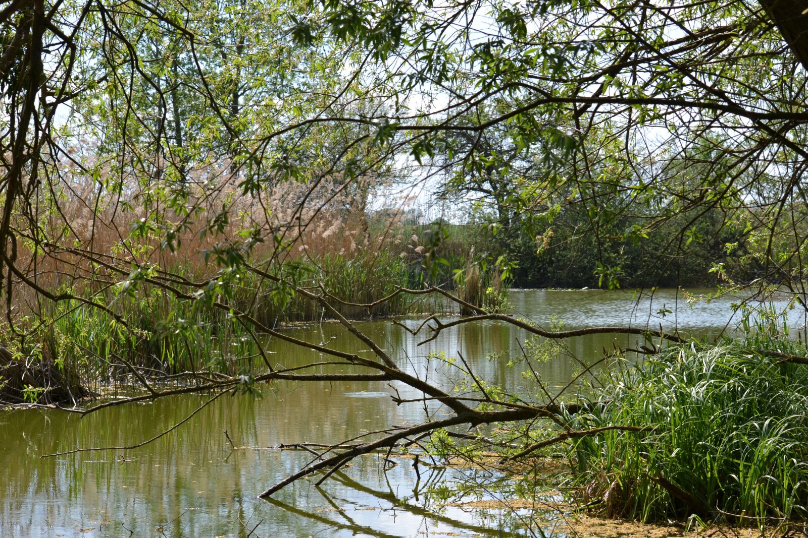 Nikon D3100 sample photo. Pools, swamp, pond photography
