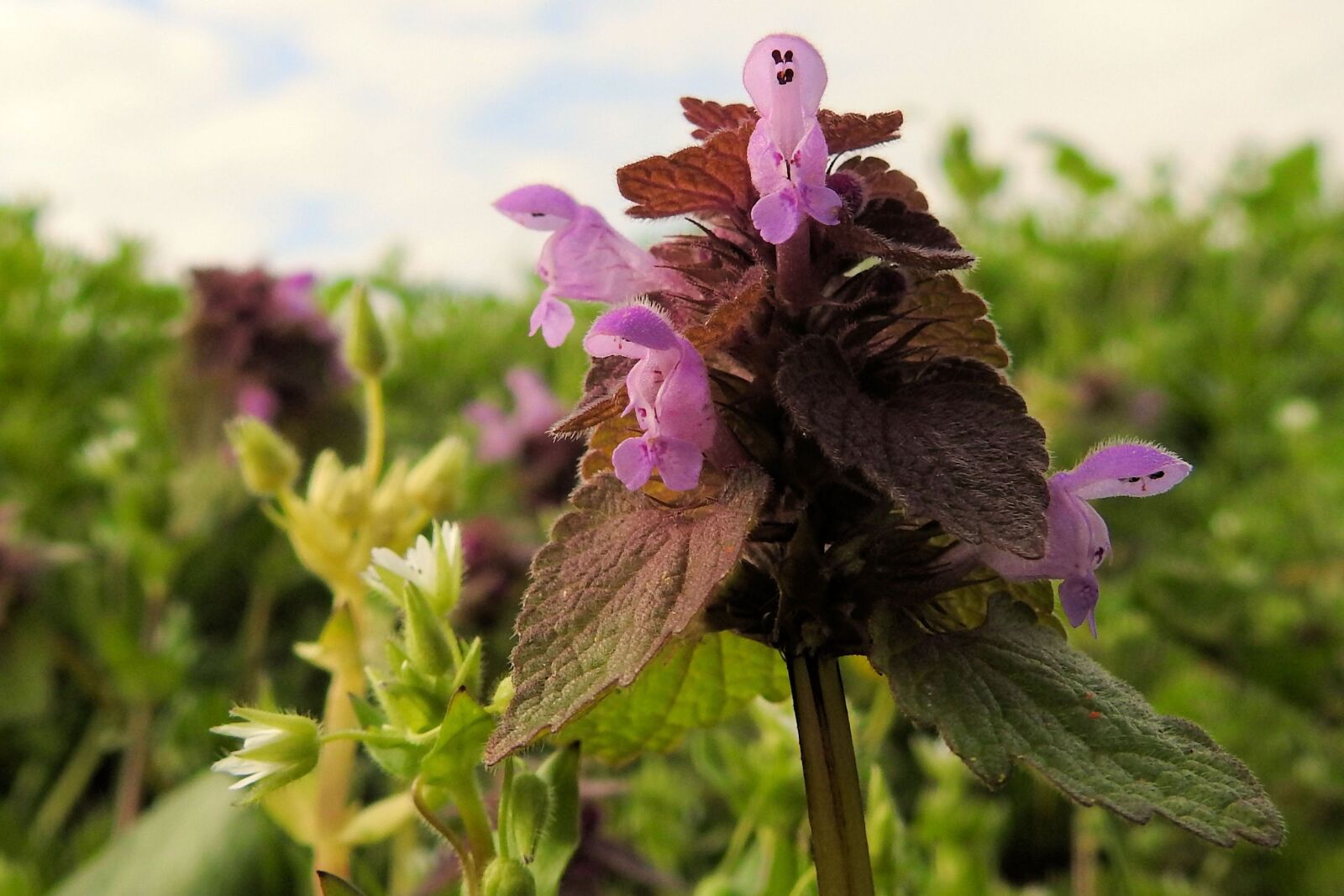 Nikon Coolpix P900 sample photo. Nettle, dead nettle, nature photography