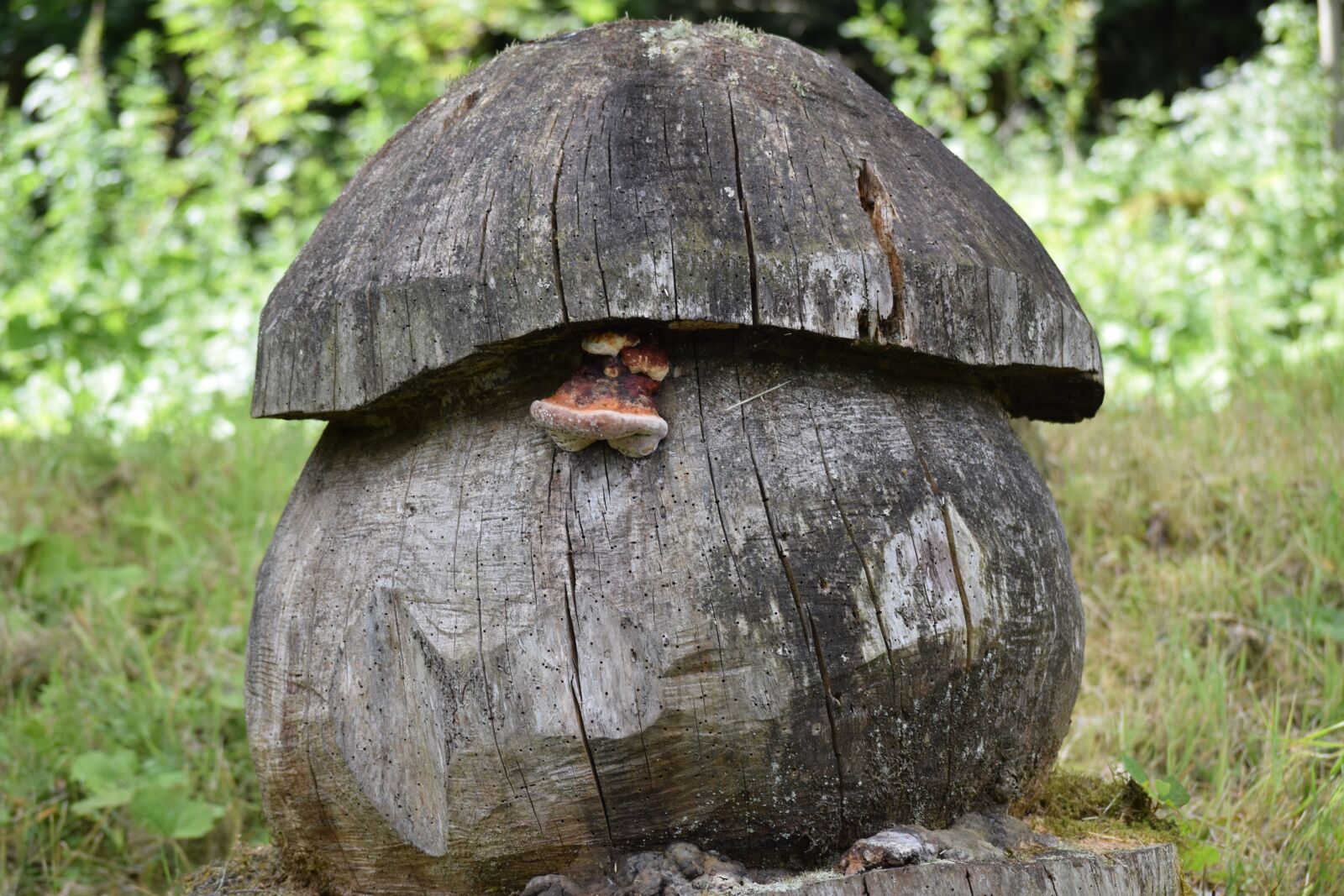 Nikon D5300 sample photo. Tree fungus, tree stump photography