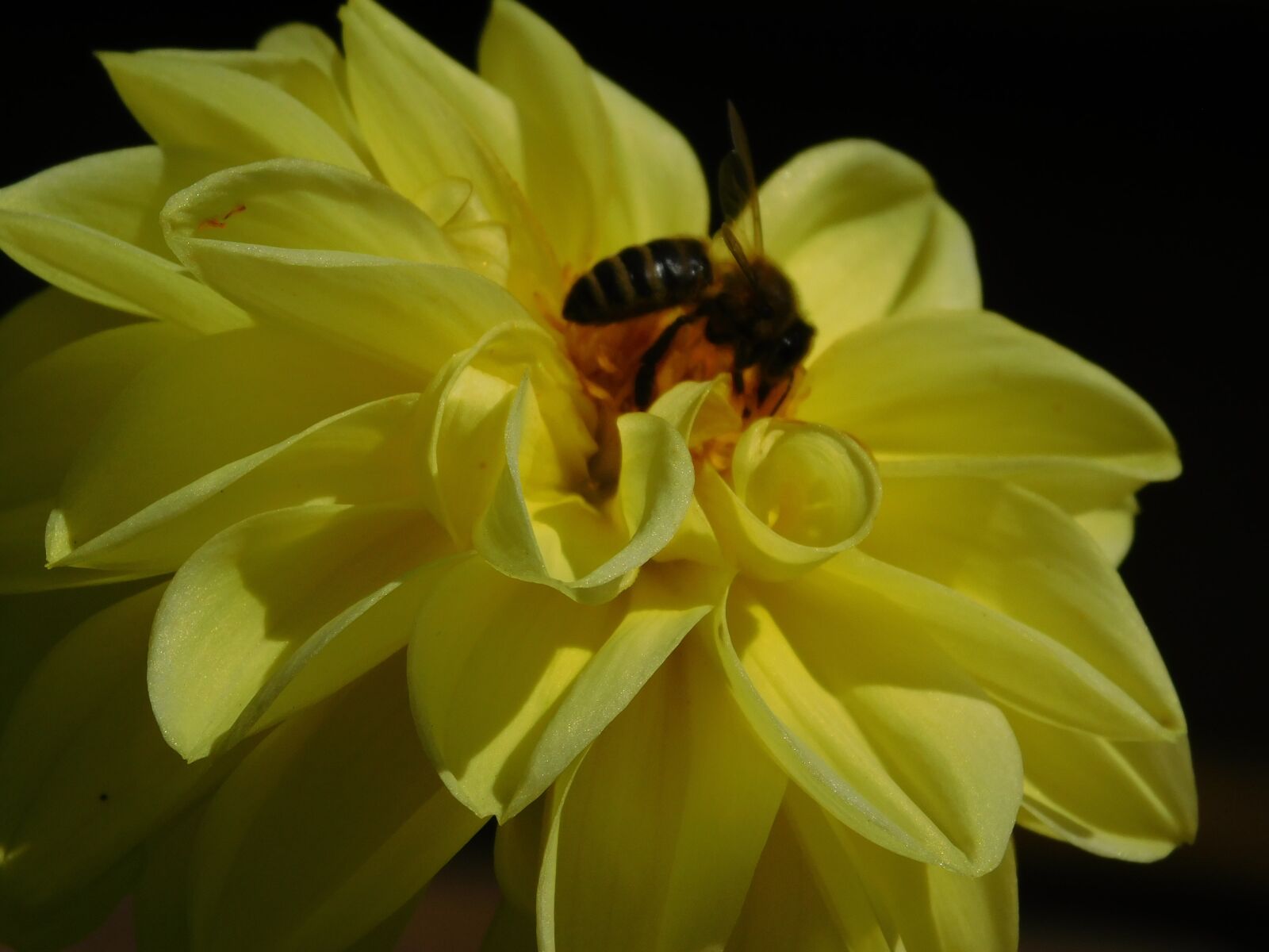 Nikon Coolpix L840 sample photo. Bee, flower, dahlia photography