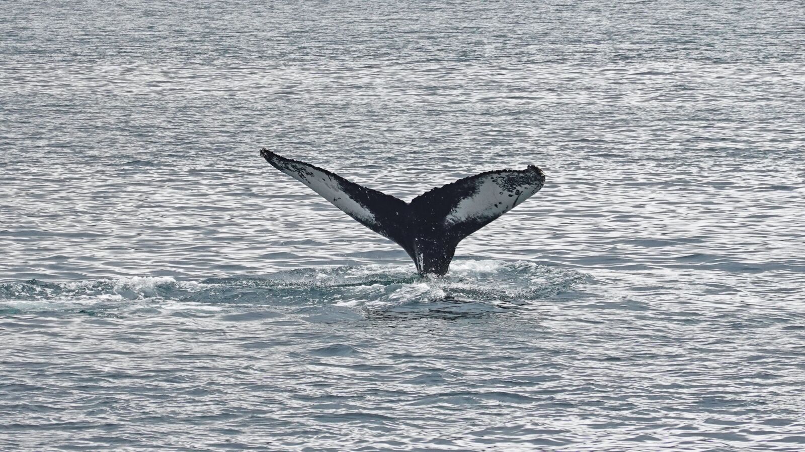 Sony Cyber-shot DSC-RX100 VI sample photo. Whale, the humpback whale photography