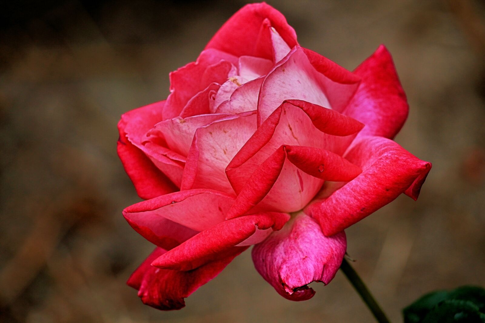 Canon EF-S 55-250mm F4-5.6 IS STM sample photo. Rose, red, red rose photography