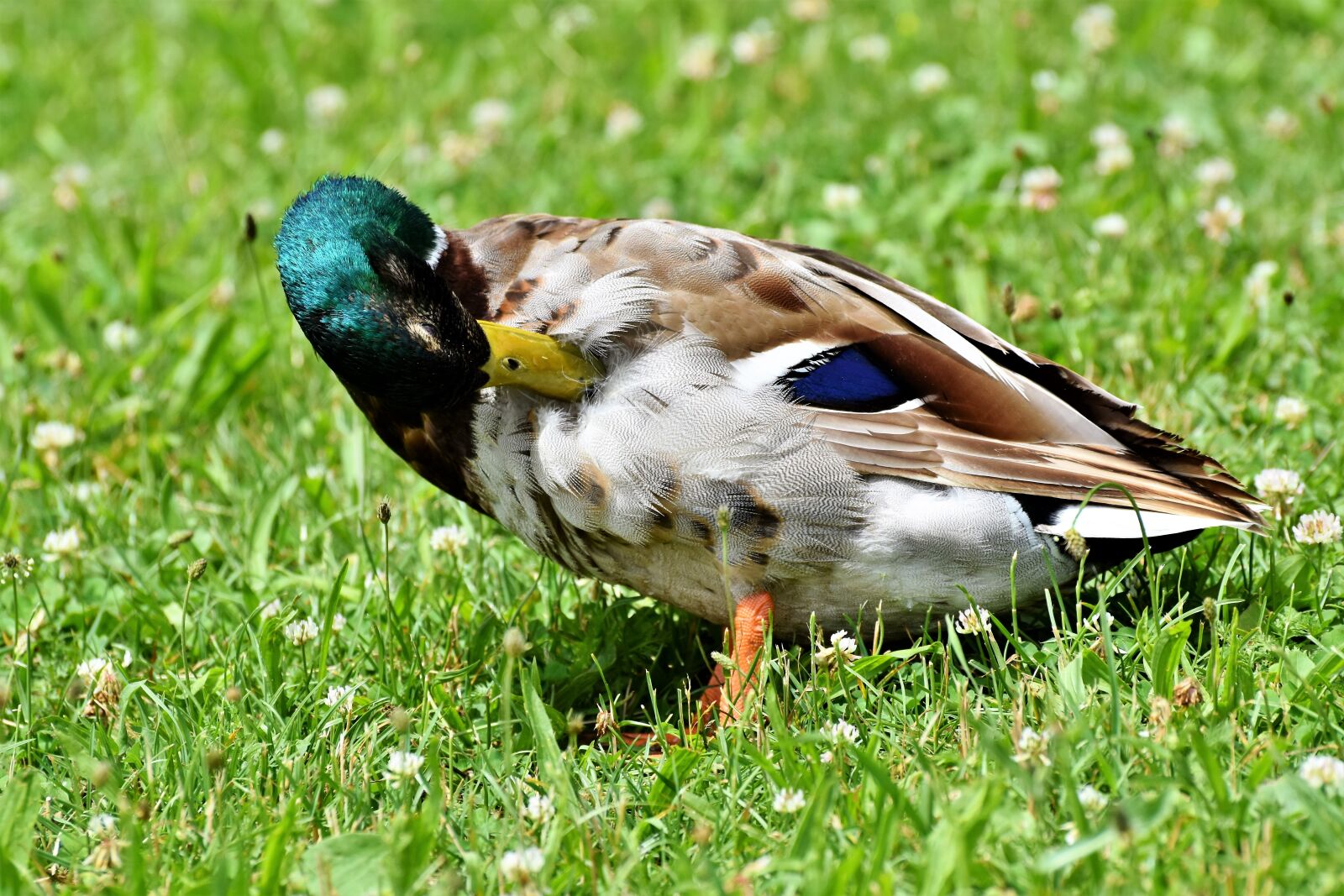 Nikon D7200 sample photo. Duck, drake, water bird photography