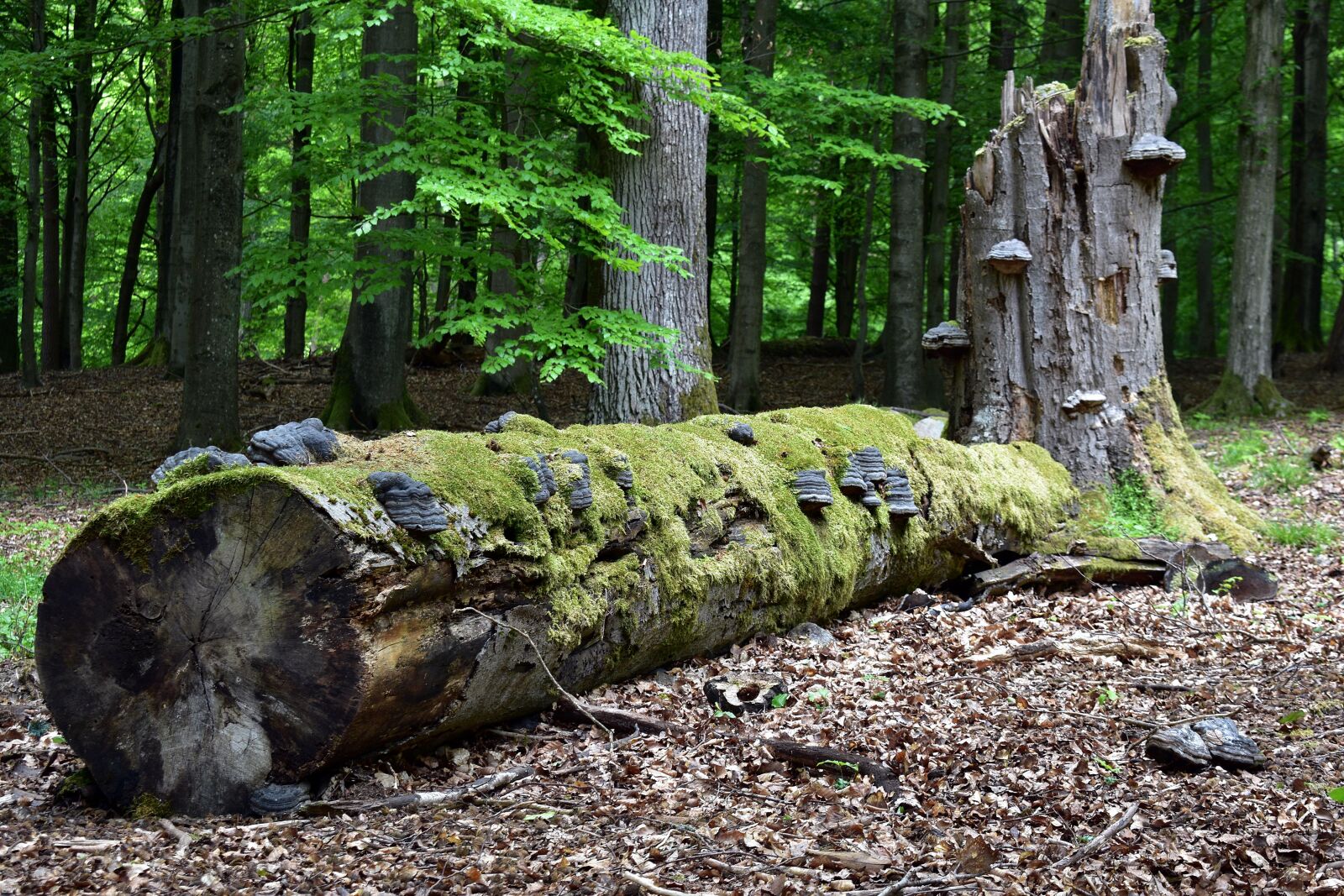 Nikon D3400 sample photo. Hub, nature, forest photography