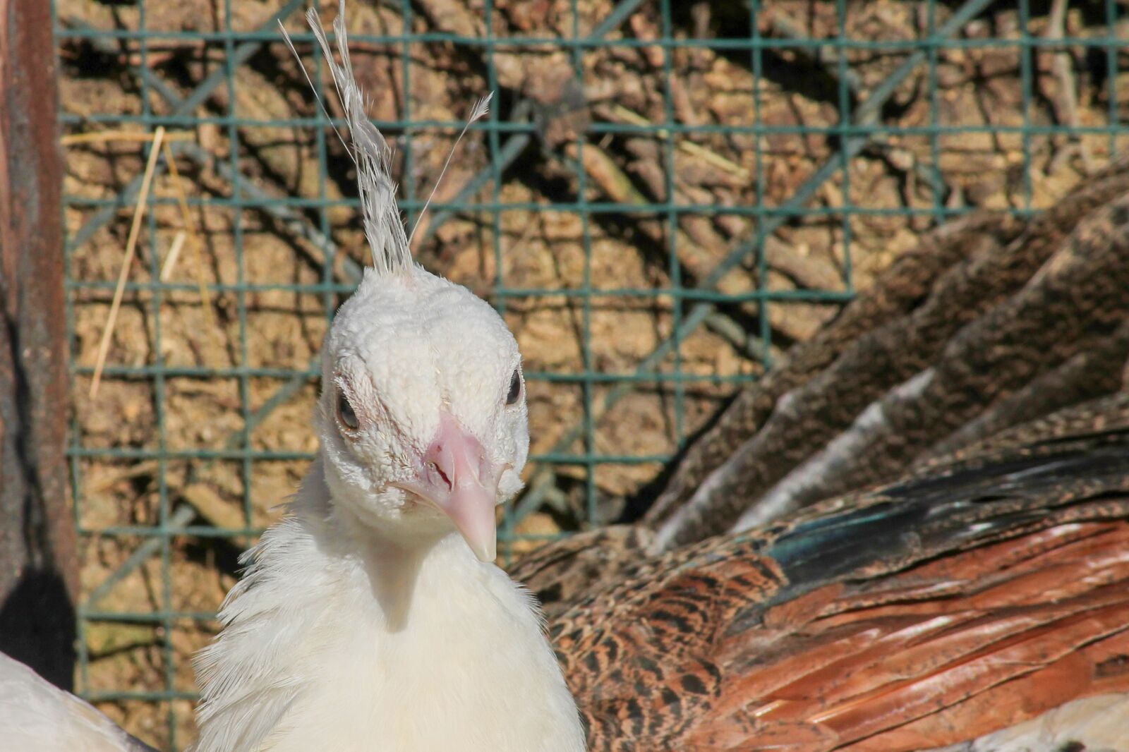 Canon EOS 1100D (EOS Rebel T3 / EOS Kiss X50) sample photo. Peacock, pavo cristatus, young photography