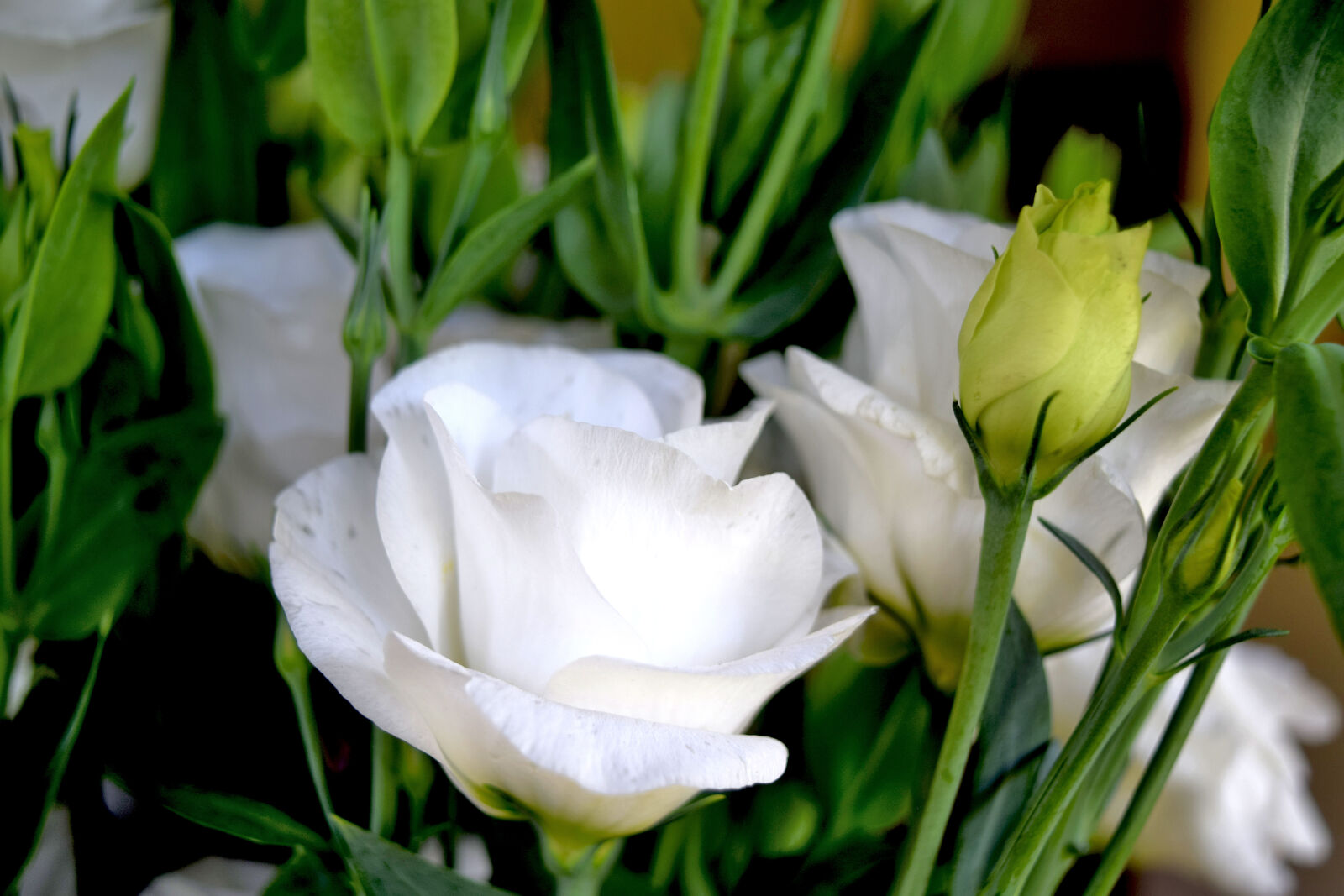 Nikon D3300 sample photo. Eustoma, eustomy, flowers photography