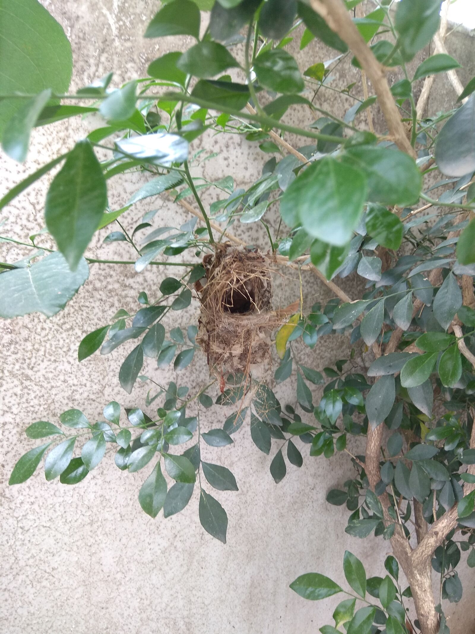 Xiaomi Redmi Note 4 sample photo. Nest, birds, nature photography