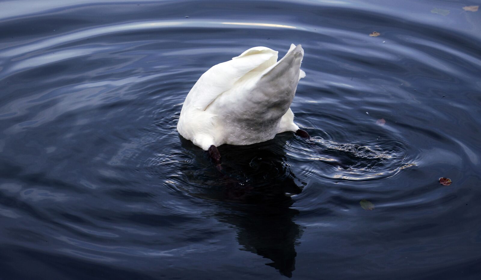 Canon EOS 100D (EOS Rebel SL1 / EOS Kiss X7) sample photo. Swan, bird, water photography