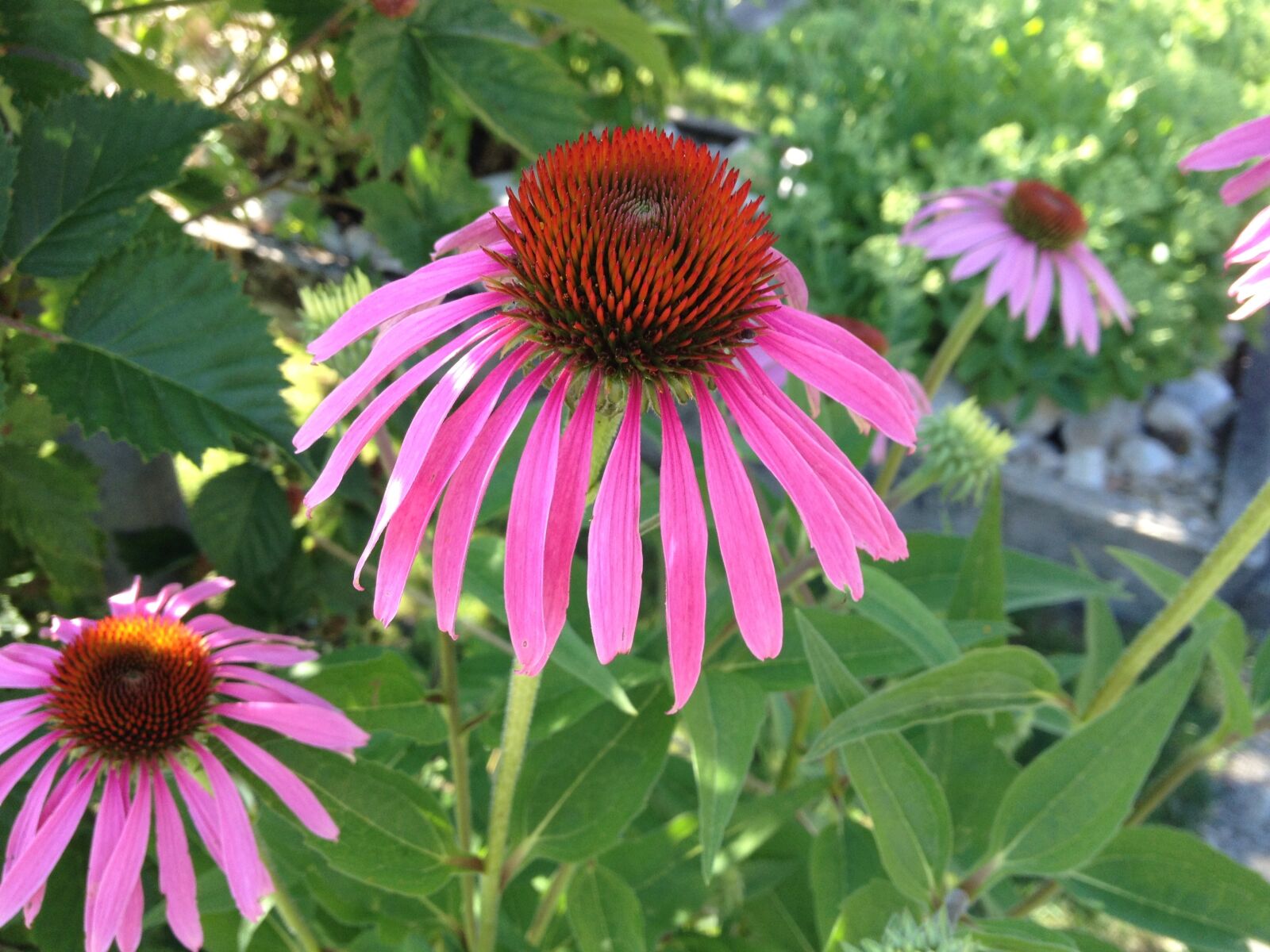 iPhone 4S back camera 4.28mm f/2.4 sample photo. Flower, echinacea, purple photography