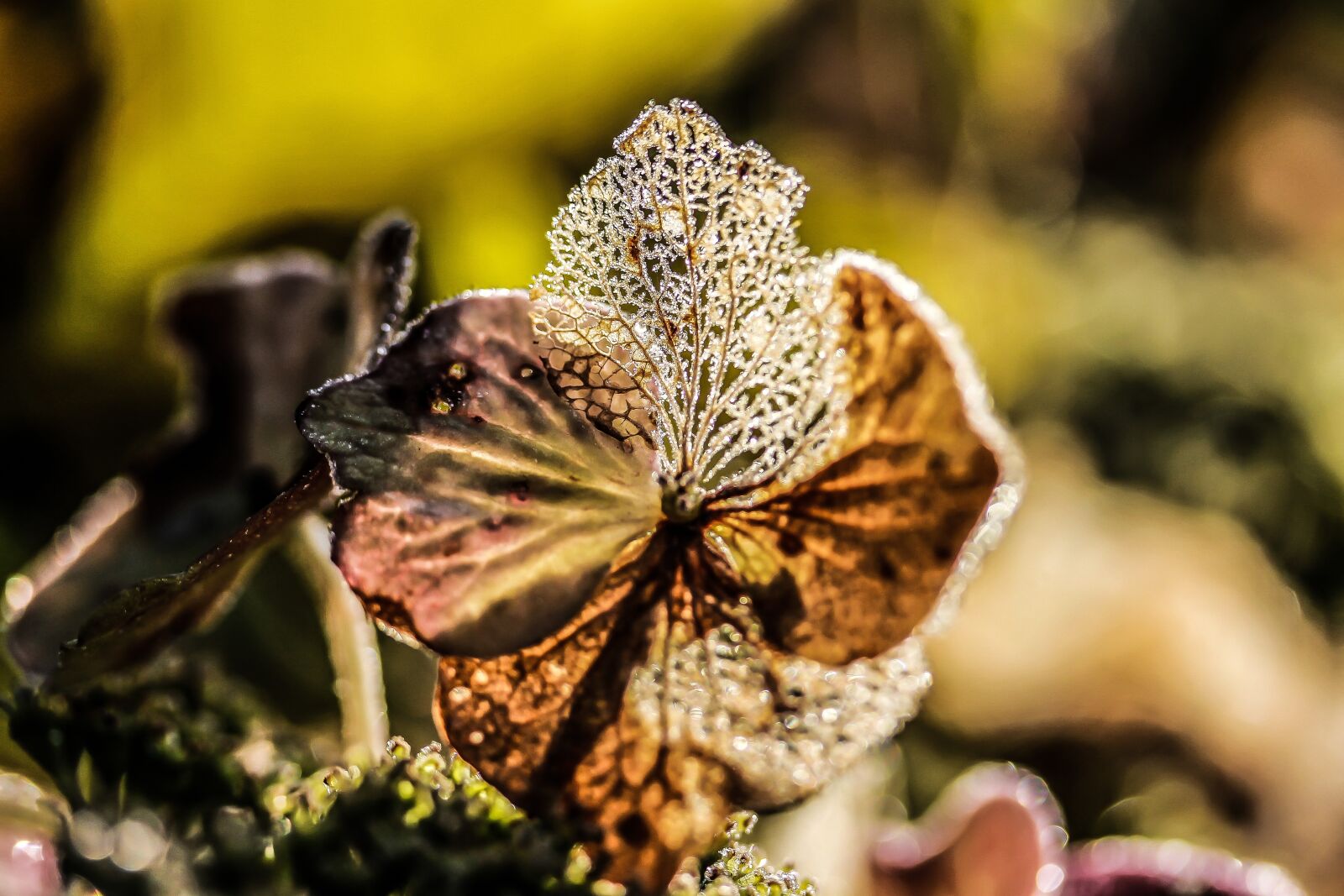Canon EF-S 60mm F2.8 Macro USM sample photo. Hydrangea flower, broken flowers photography