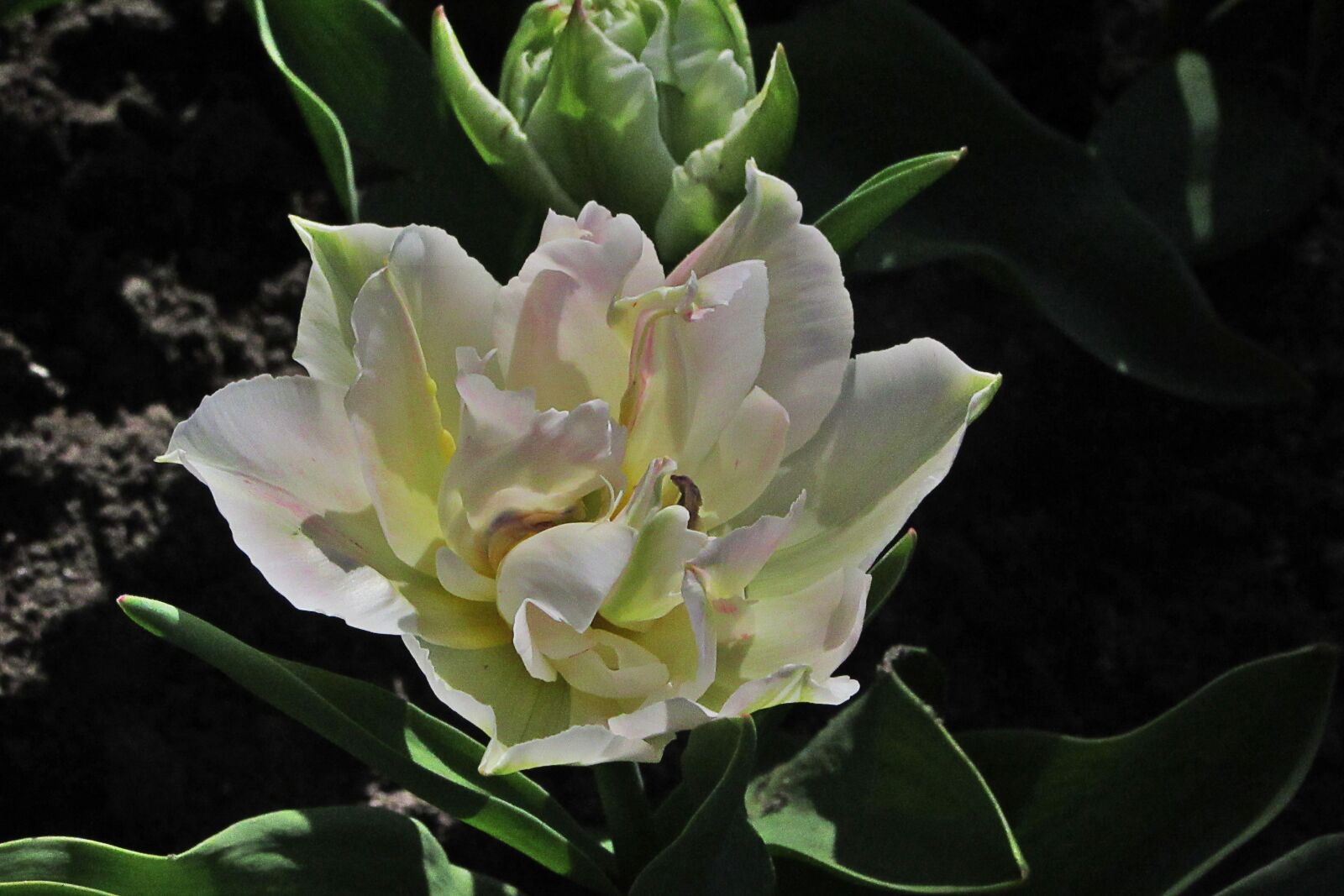 Canon PowerShot SX610 HS sample photo. Tulip, large, flowers photography