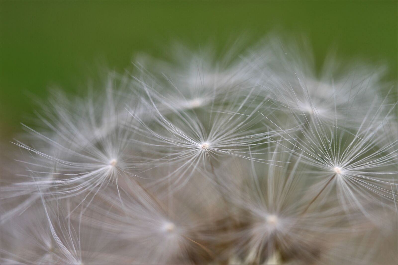 Canon EF-S 35mm F2.8 Macro IS STM sample photo. Dandelion, chain flower, ordinary photography