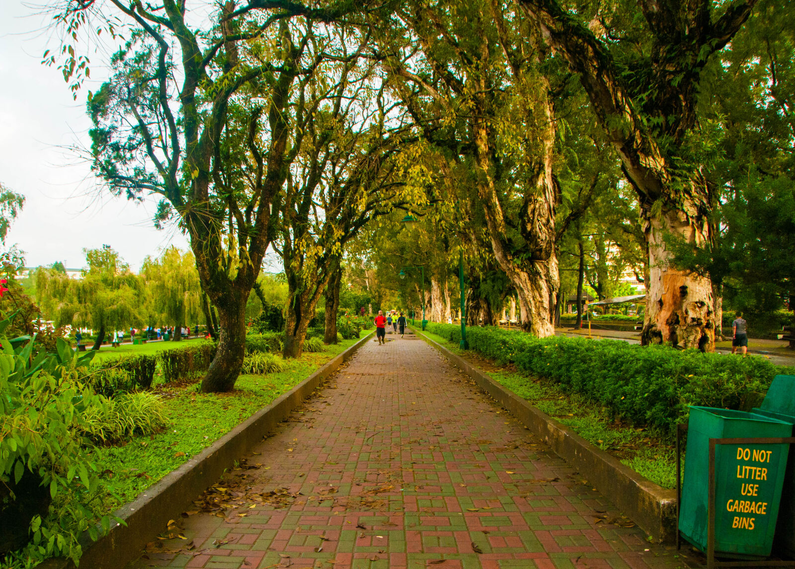 Nikon D300 sample photo. Nature, park, path, trees photography