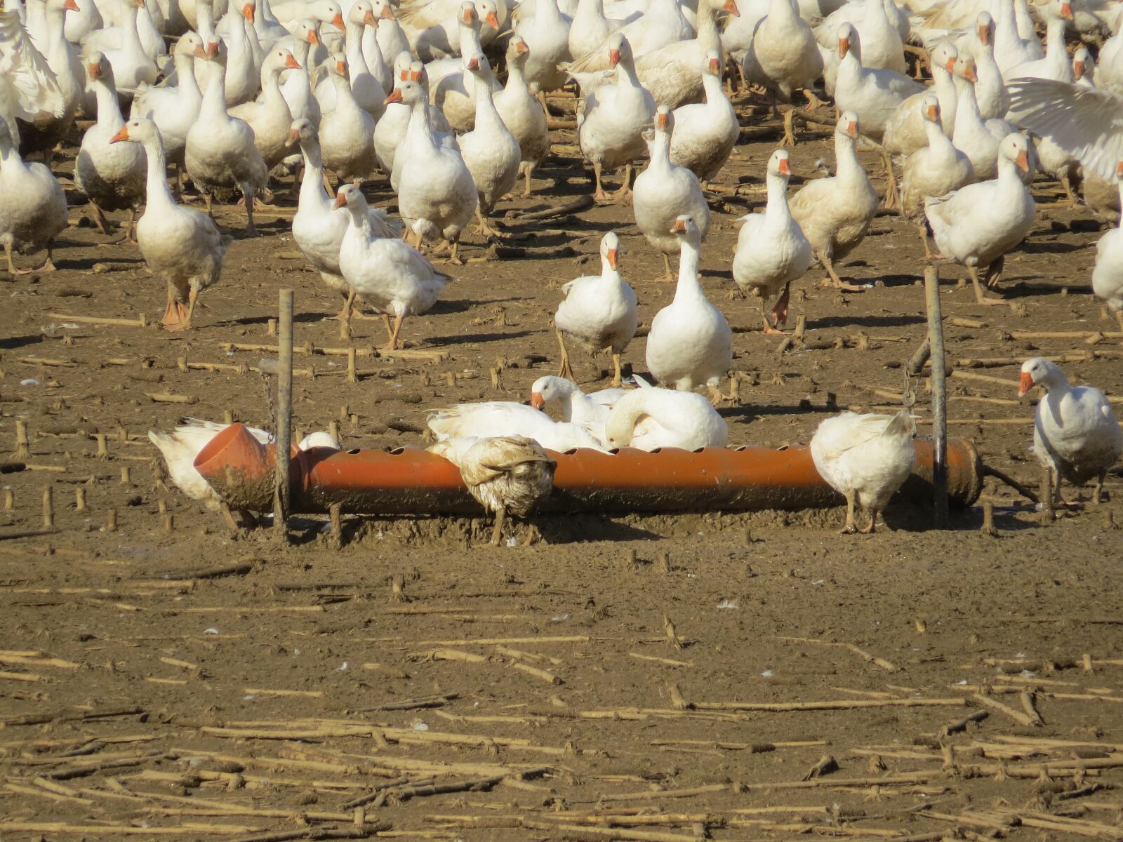 Canon PowerShot SX50 HS sample photo. Goose, geese, farm photography