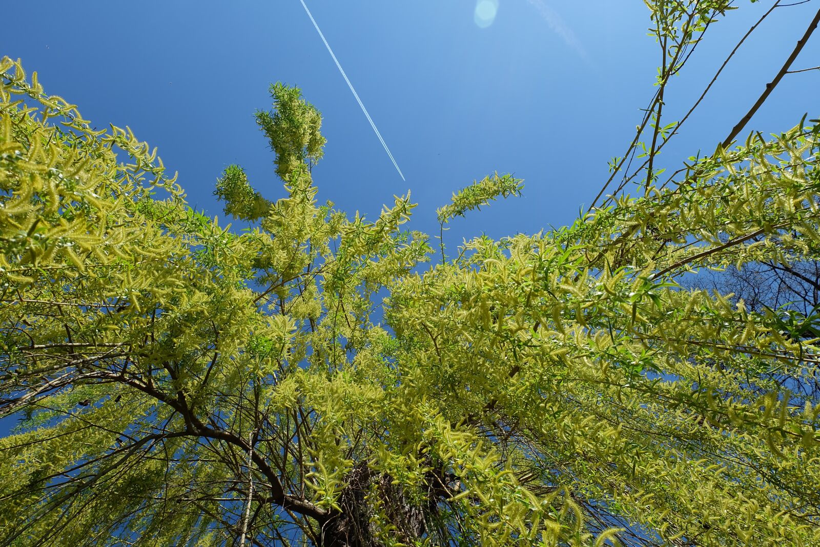 Fujifilm X-A2 + Fujifilm XC 16-50mm F3.5-5.6 OIS II sample photo. Nature, tree, willow photography