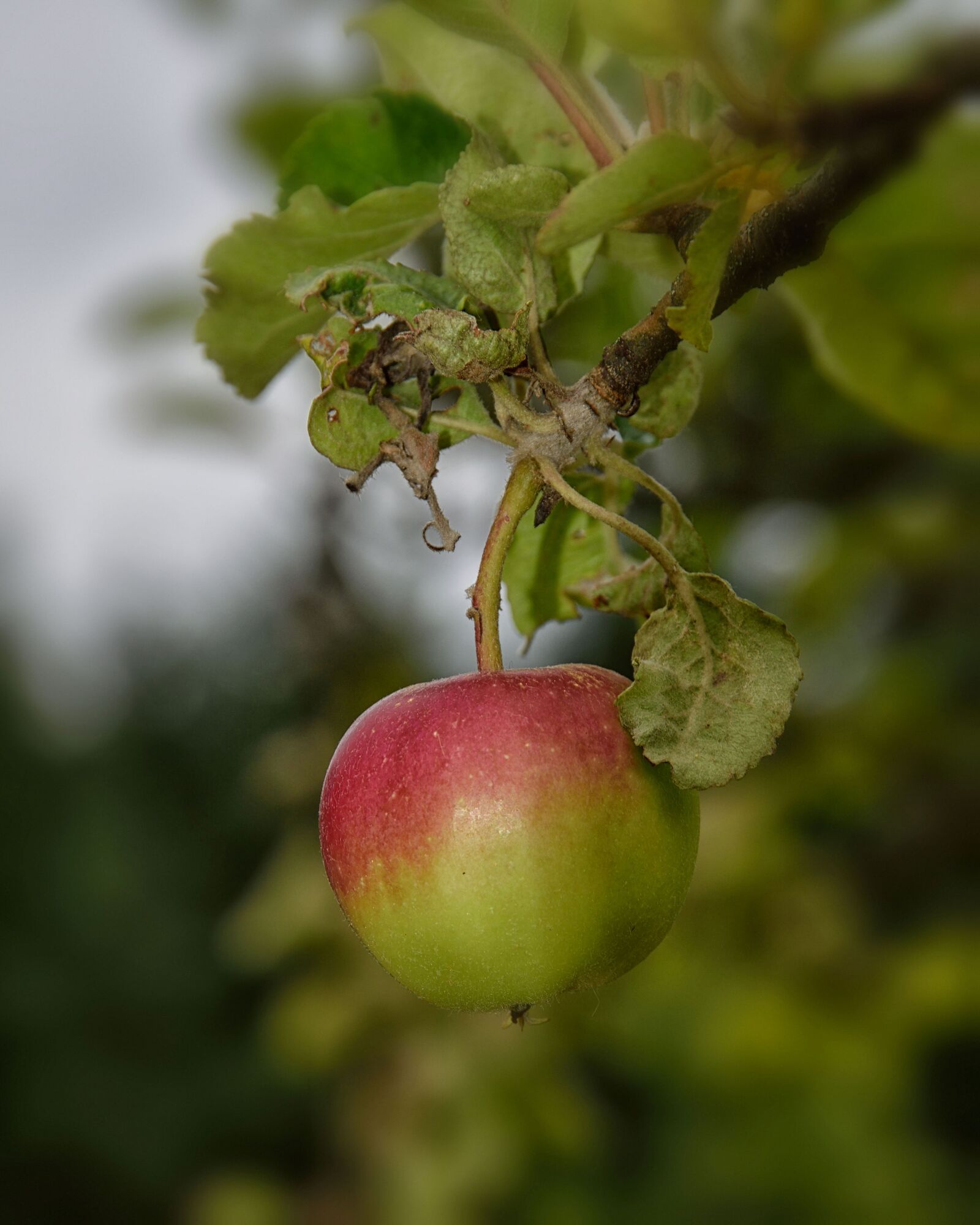 Nikon D5300 sample photo. Apple, green, fruit photography
