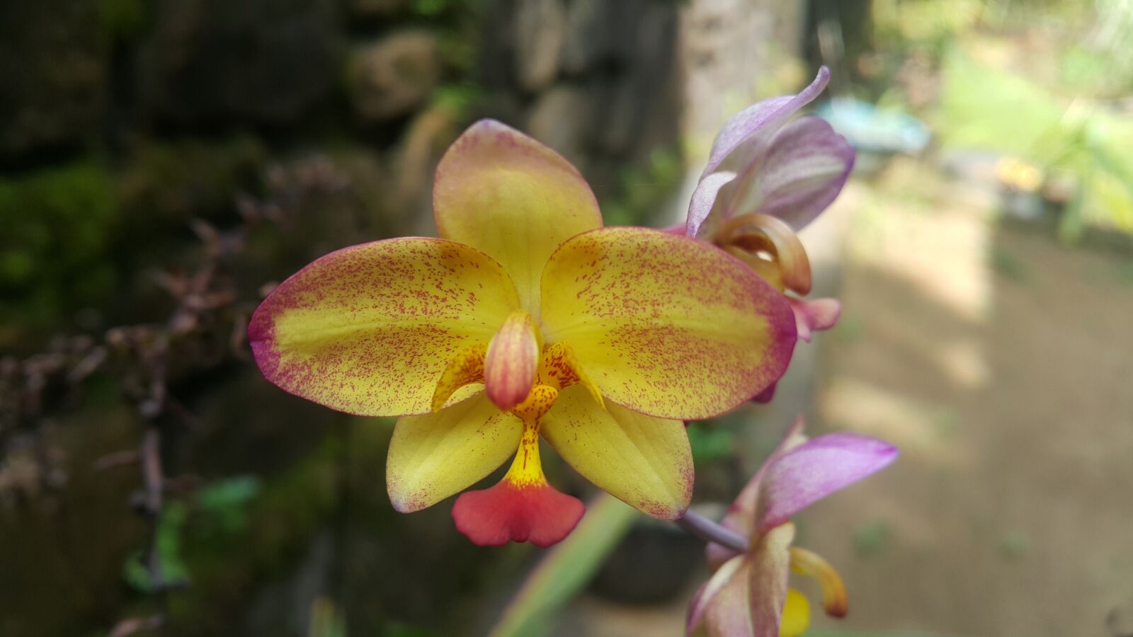 Samsung Galaxy Note4 sample photo. Orchid, yellow, blossom photography