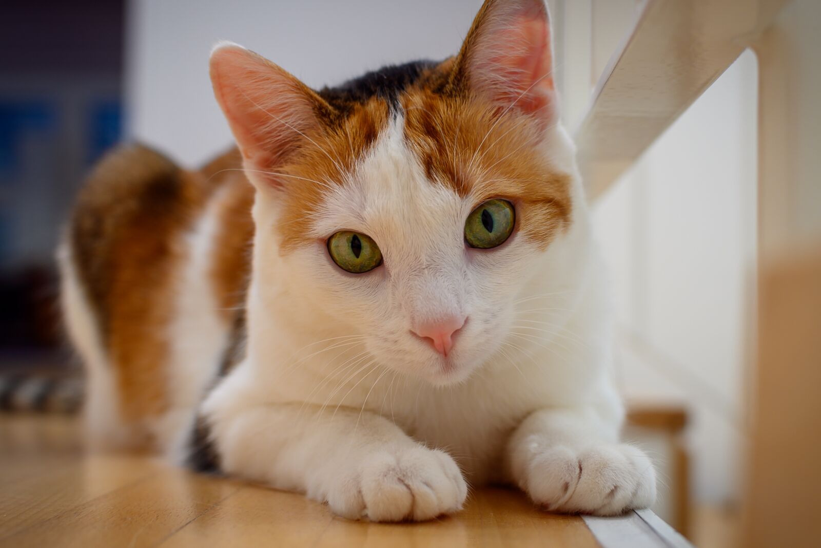 Nikon Z6 sample photo. Cat, relaxed, animal photography