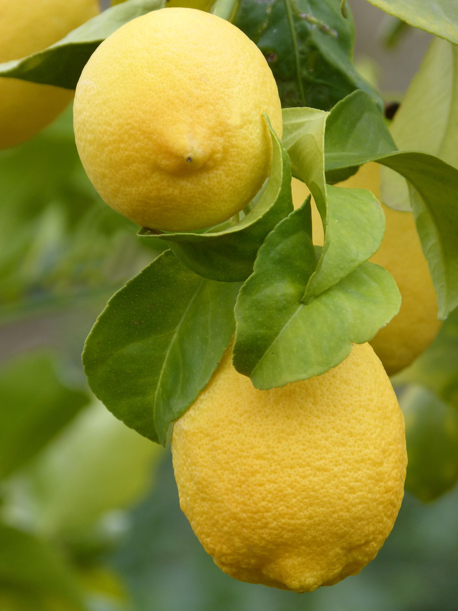 Panasonic DMC-FZ62 sample photo. Lemon, citric, fruit photography