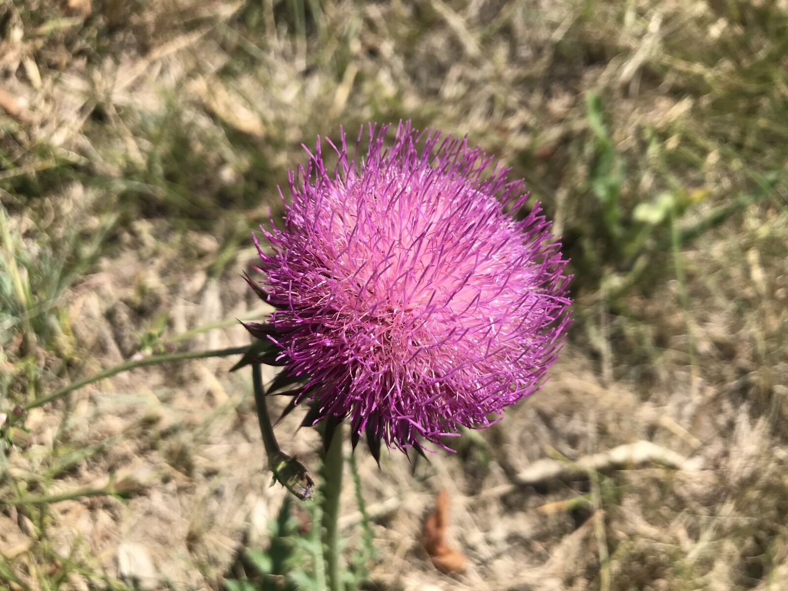 iPhone 7 back camera 3.99mm f/1.8 sample photo. Towards gandria, red thistle photography