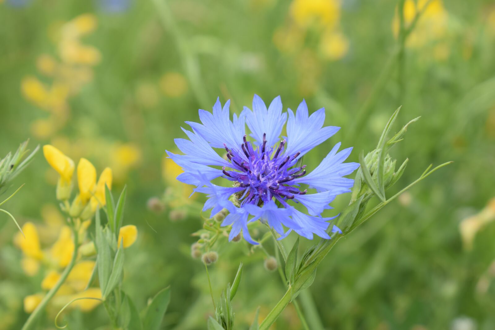 Nikon D5300 sample photo. Close up, cornflower, field photography