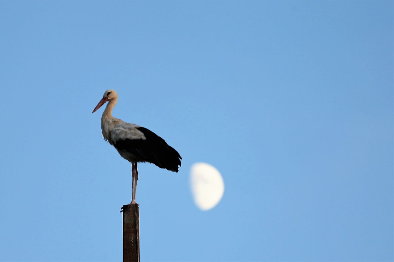 Canon EF 70-300 F4-5.6 IS II USM sample photo. Stork, bird, animal photography