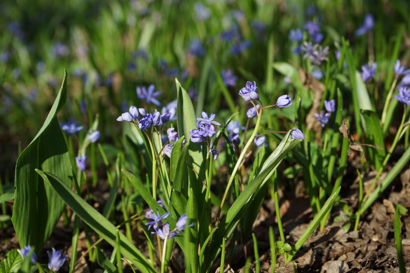 Sony a7 sample photo. Blue star, scilla, blossom photography