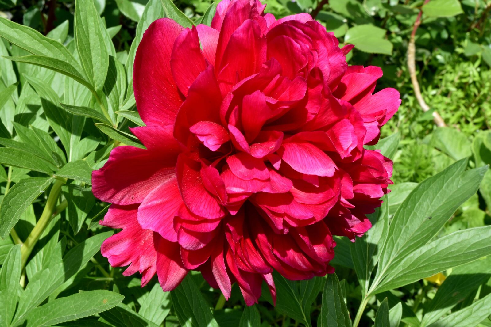 Nikon D5500 sample photo. Peony, red, flora, flowers photography