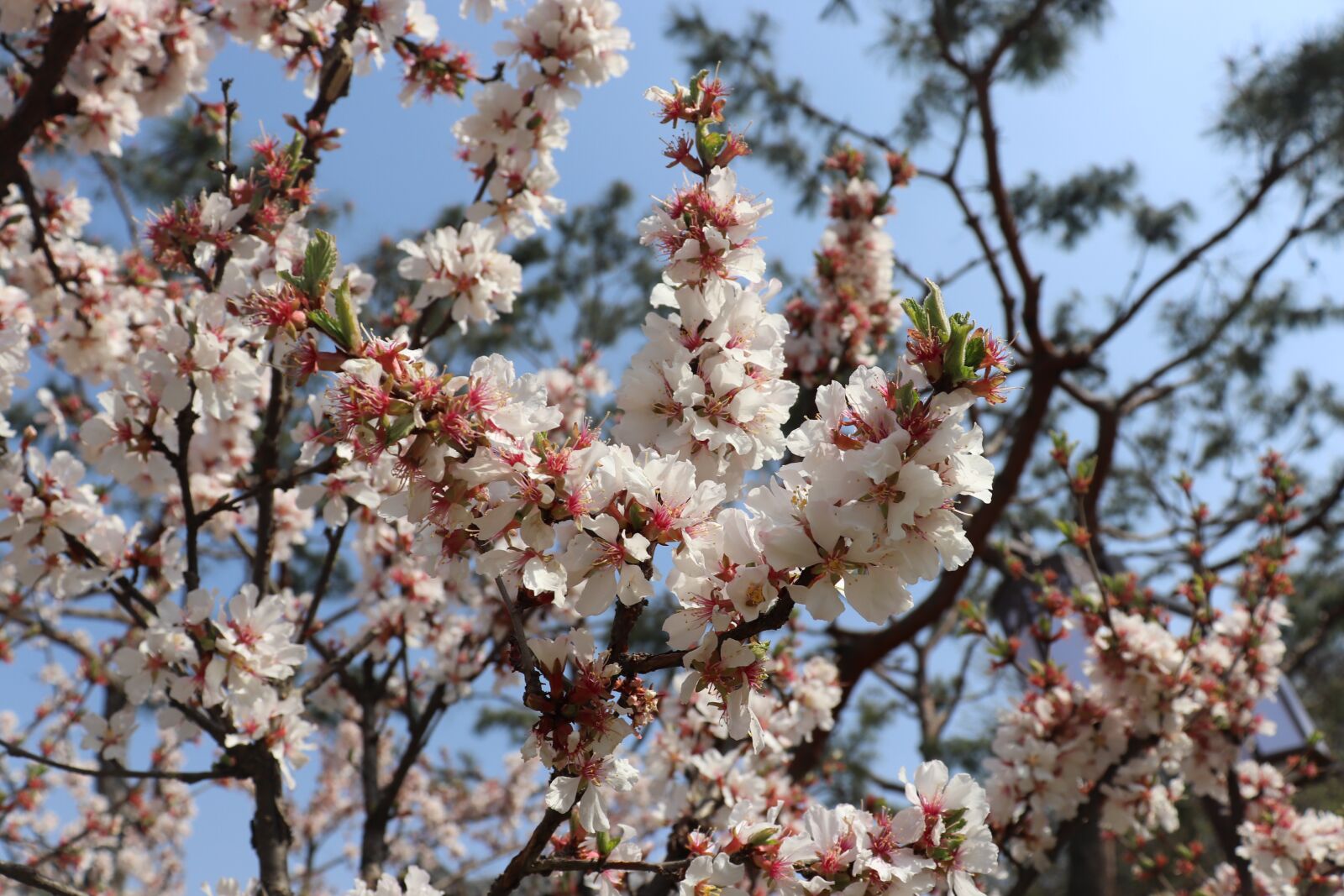 Canon EOS 200D (EOS Rebel SL2 / EOS Kiss X9) sample photo. Flower, white, spring photography