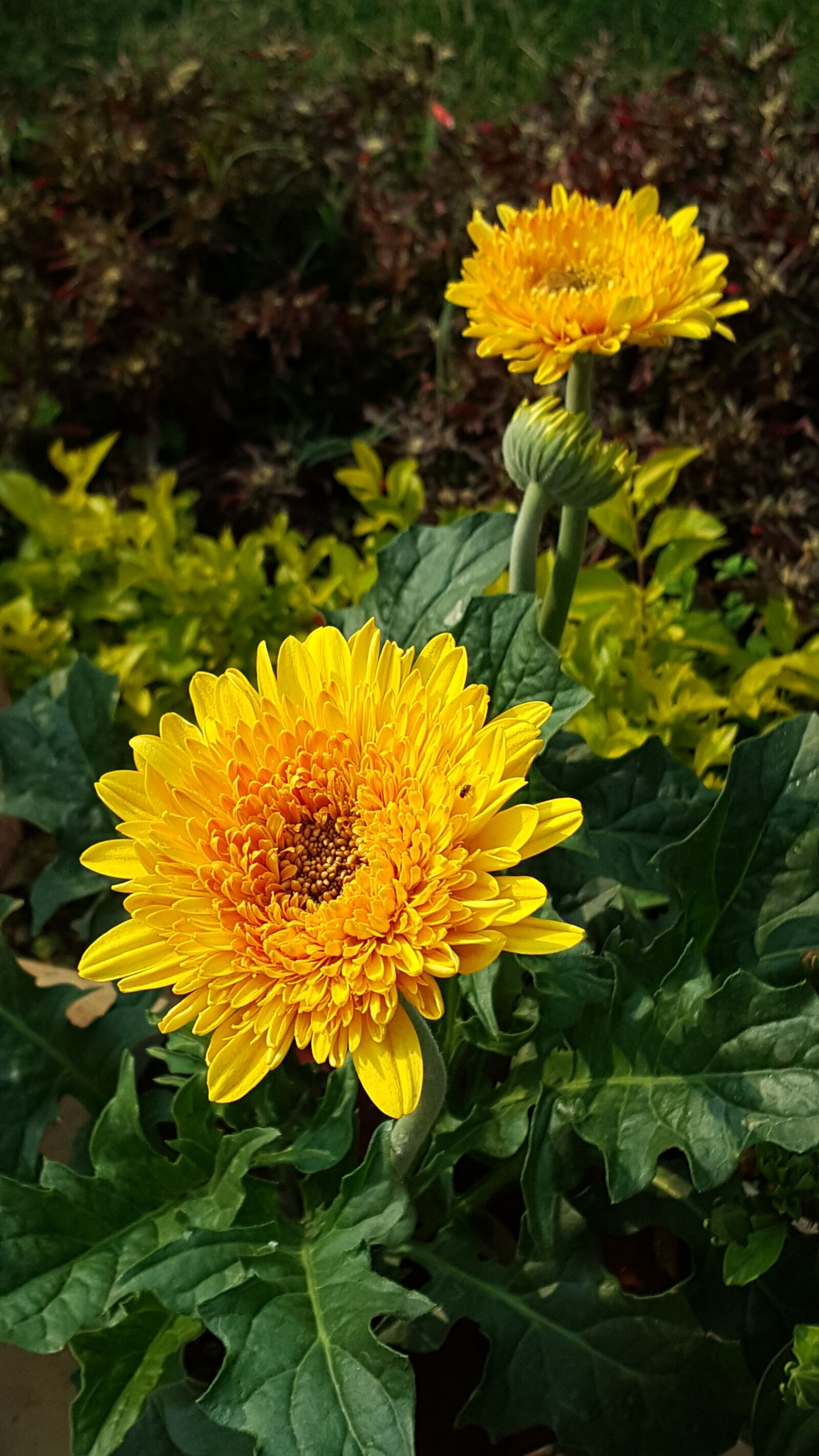 Samsung Galaxy Note5 sample photo