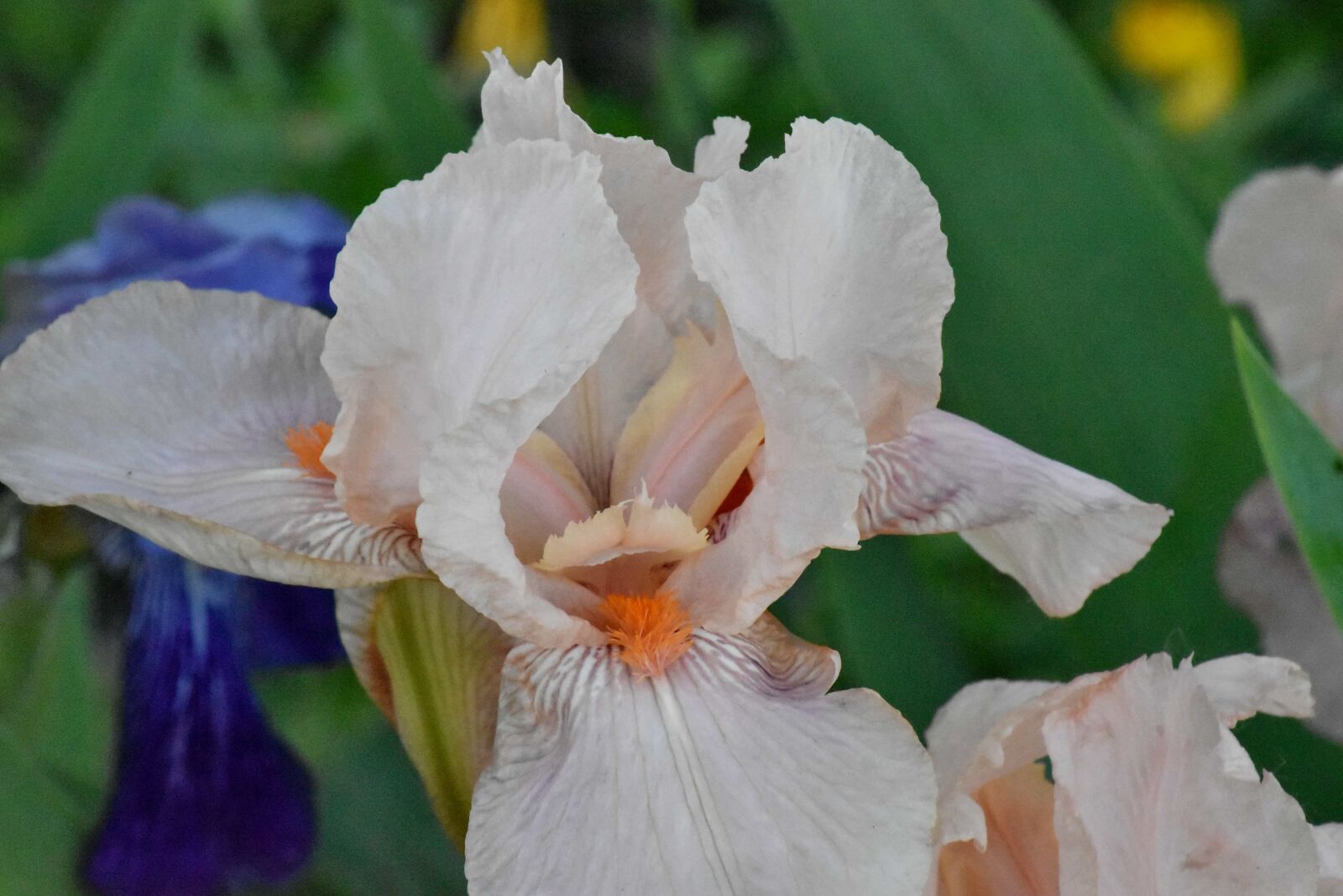 Nikon D5500 sample photo. Iris, white flower, flora photography